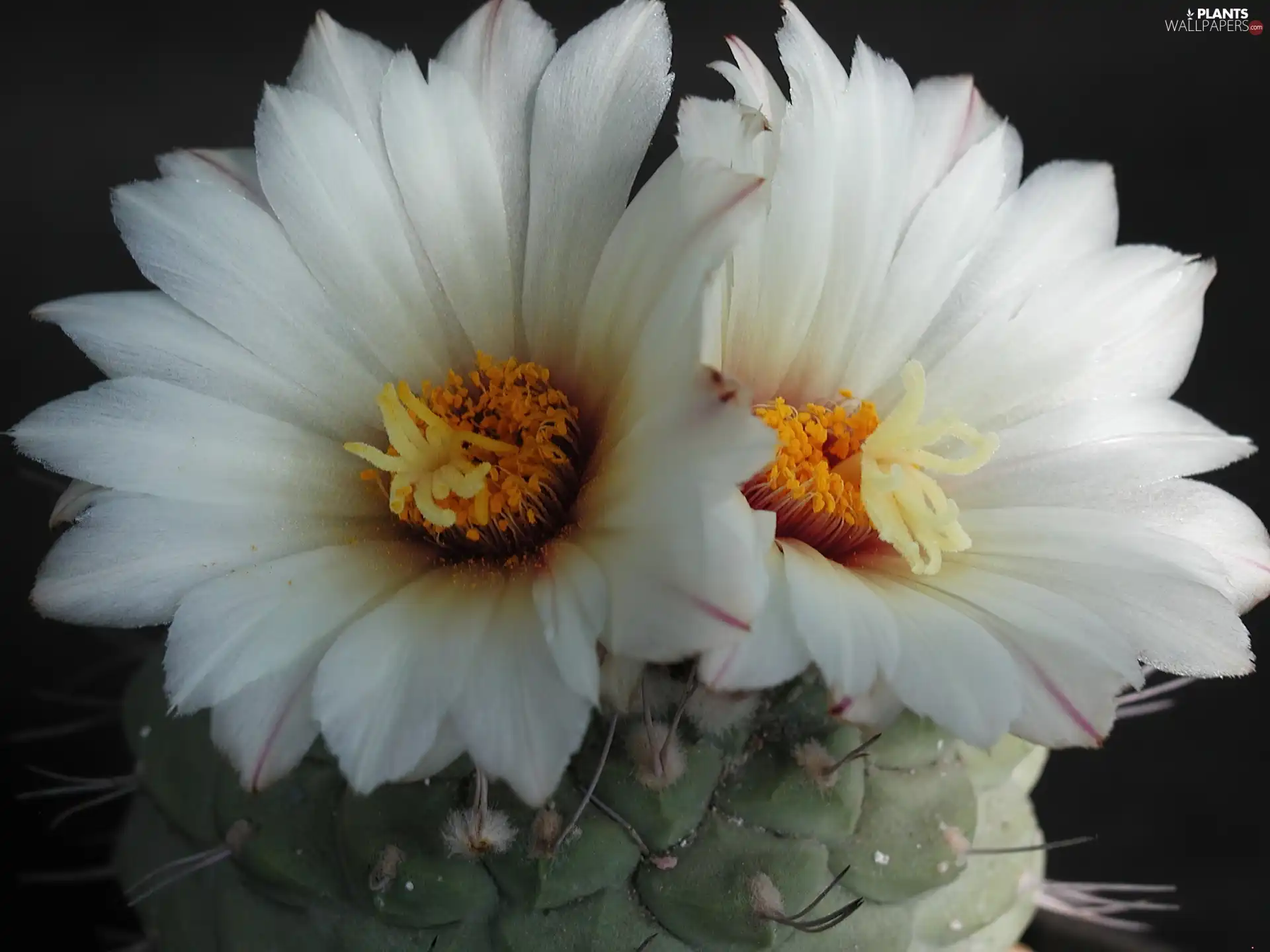 Flowers, Cactus, White