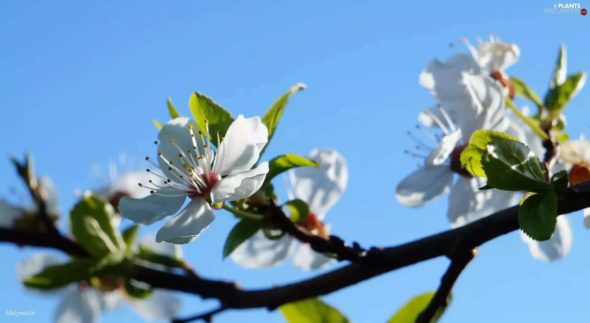 trees, fruit, Colourfull Flowers, Twig, White