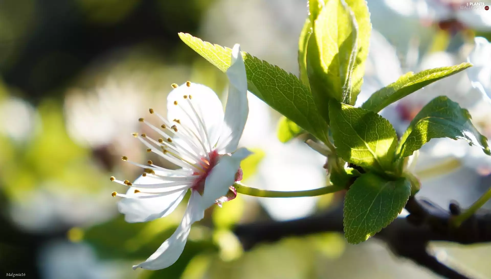 trees, fruit, Colourfull Flowers, twig, White