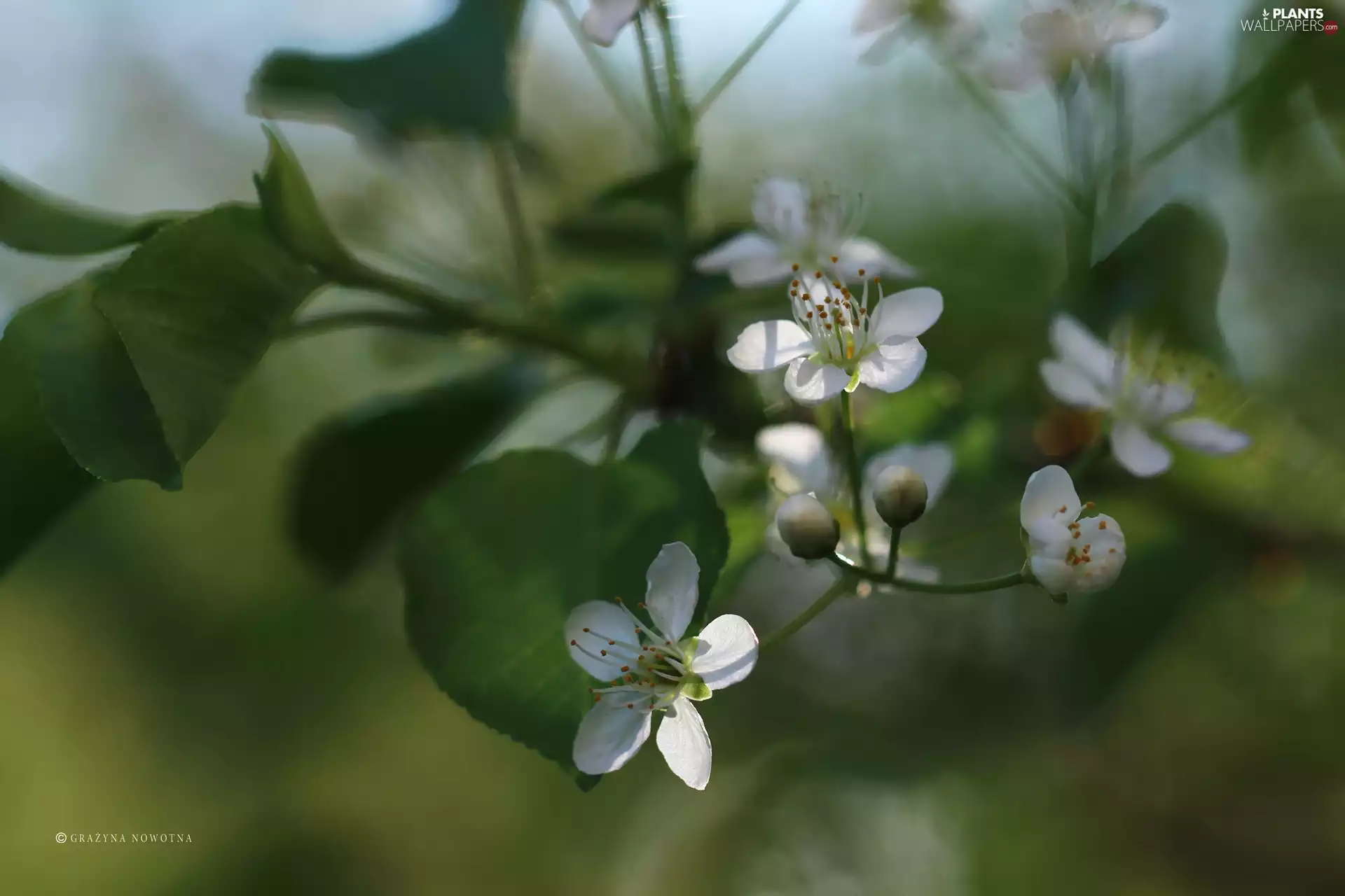 White, trees, fruit, Flowers