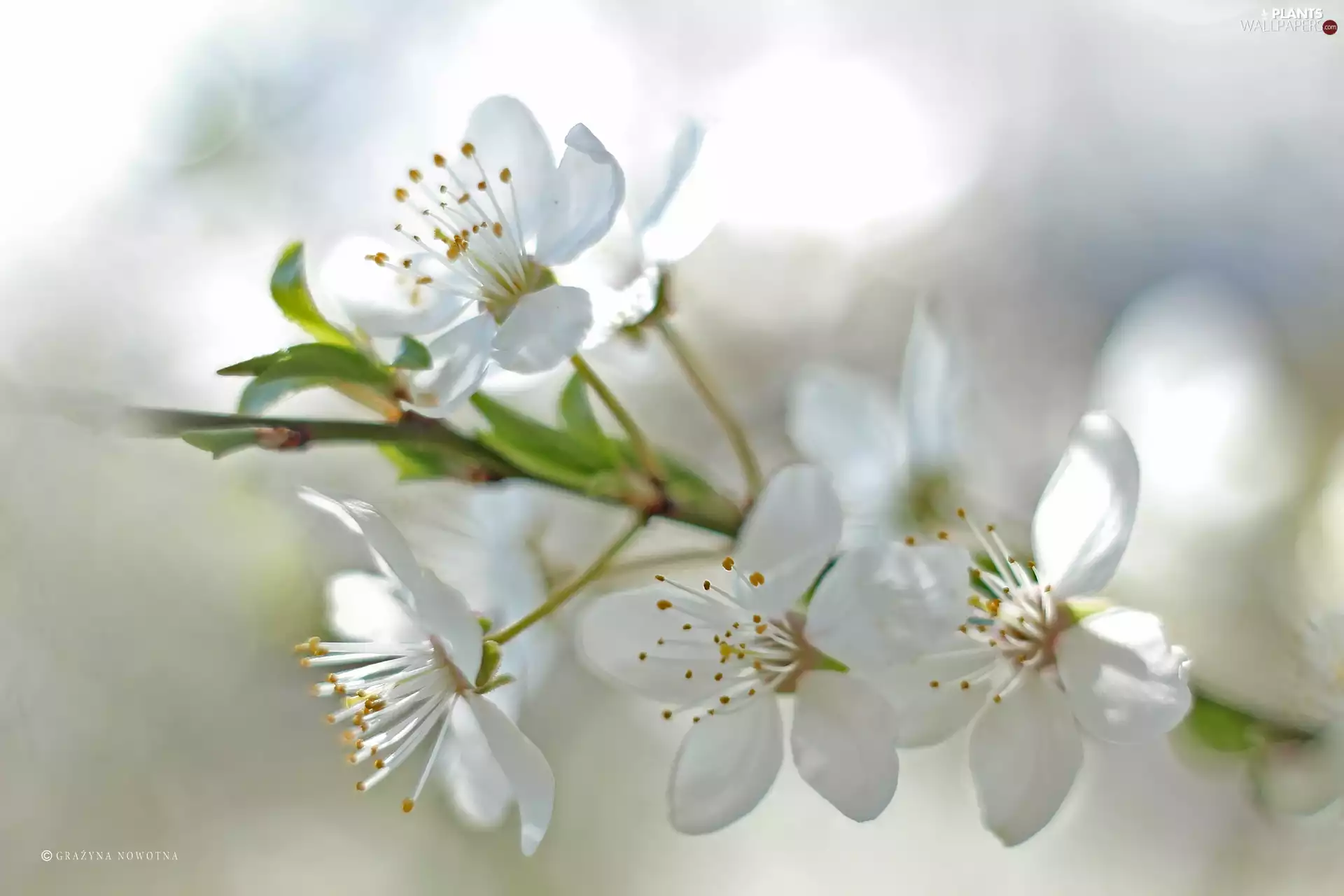 White, trees, fruit, Flowers