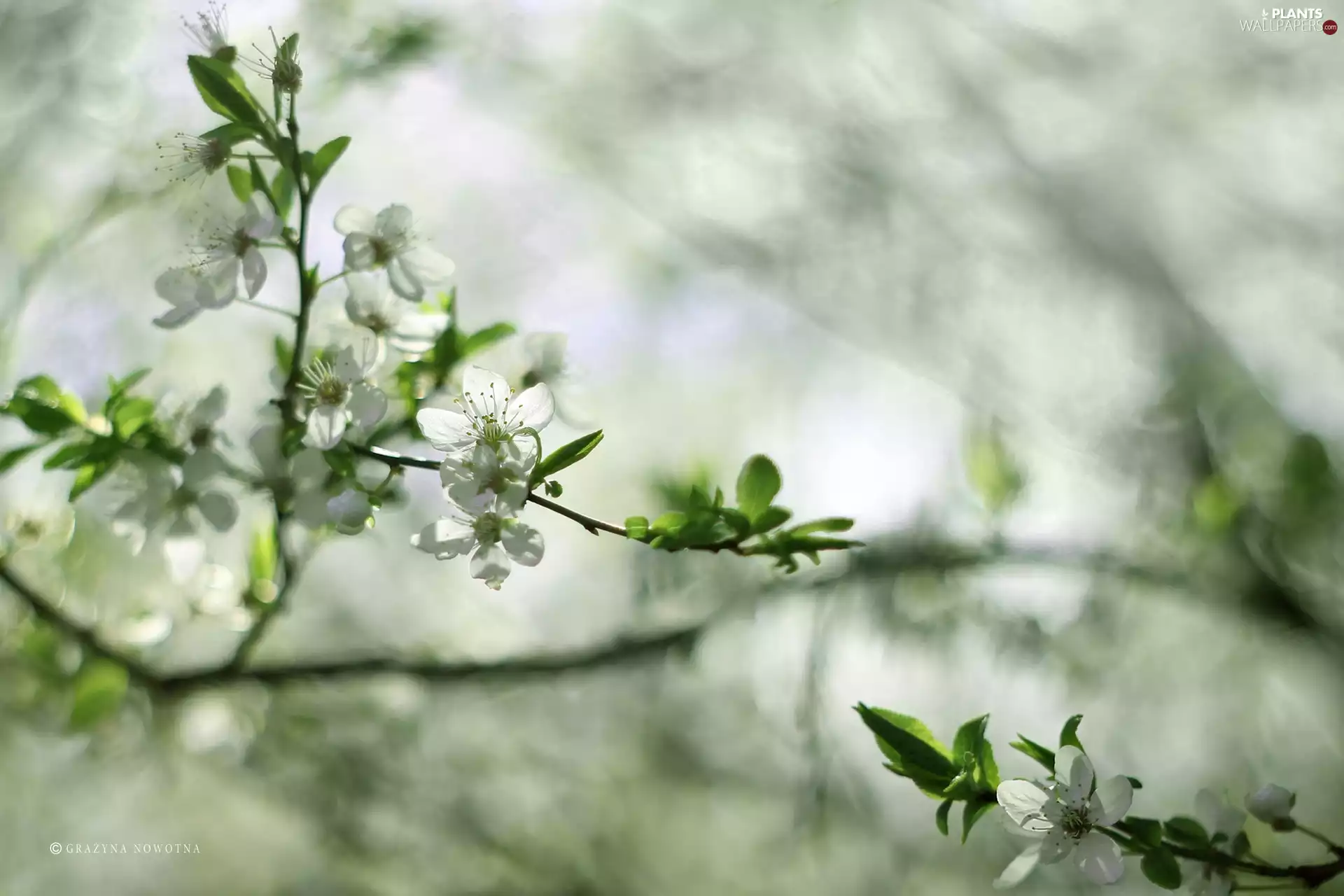 White, trees, fruit, Flowers