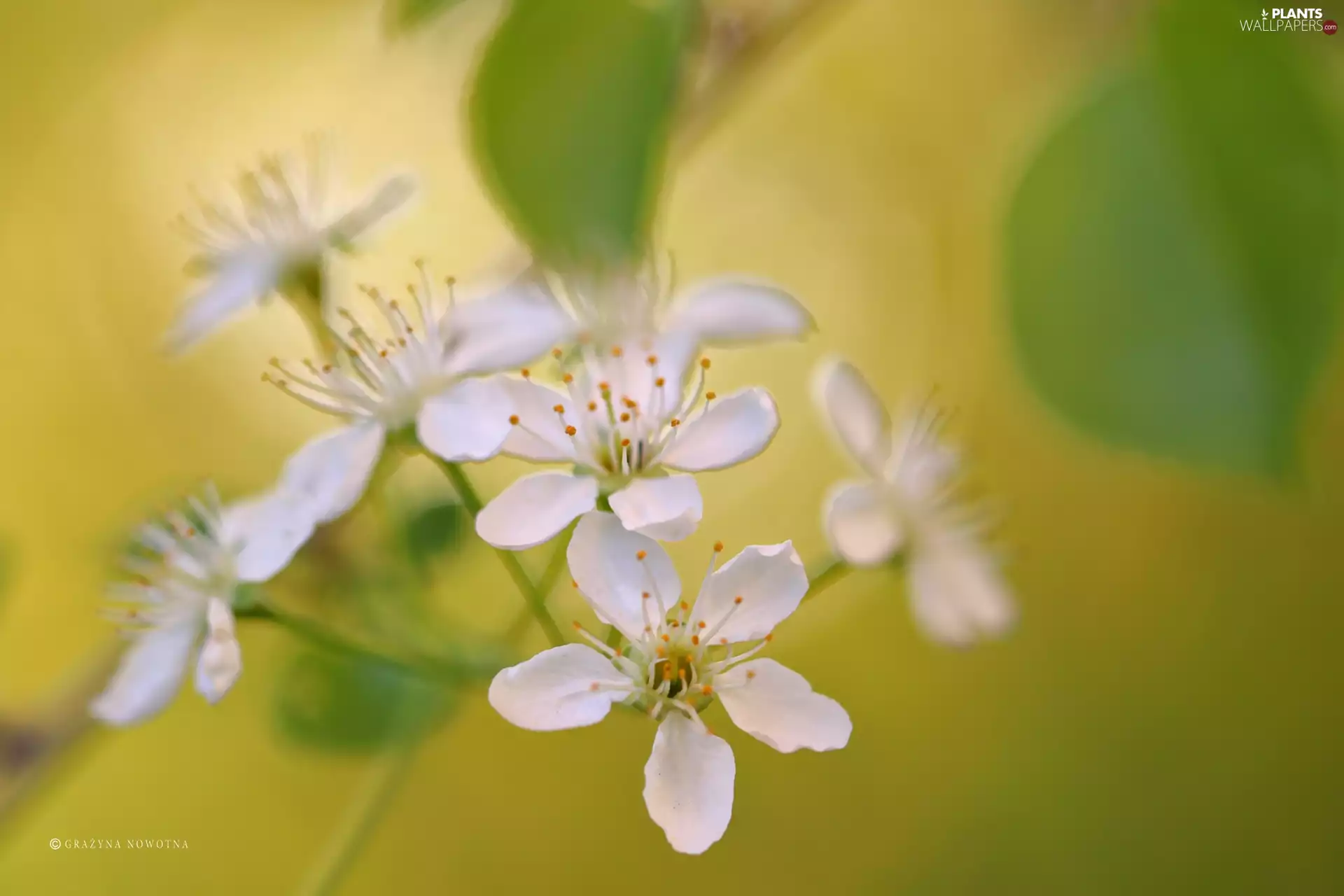 White, trees, fruit, Flowers