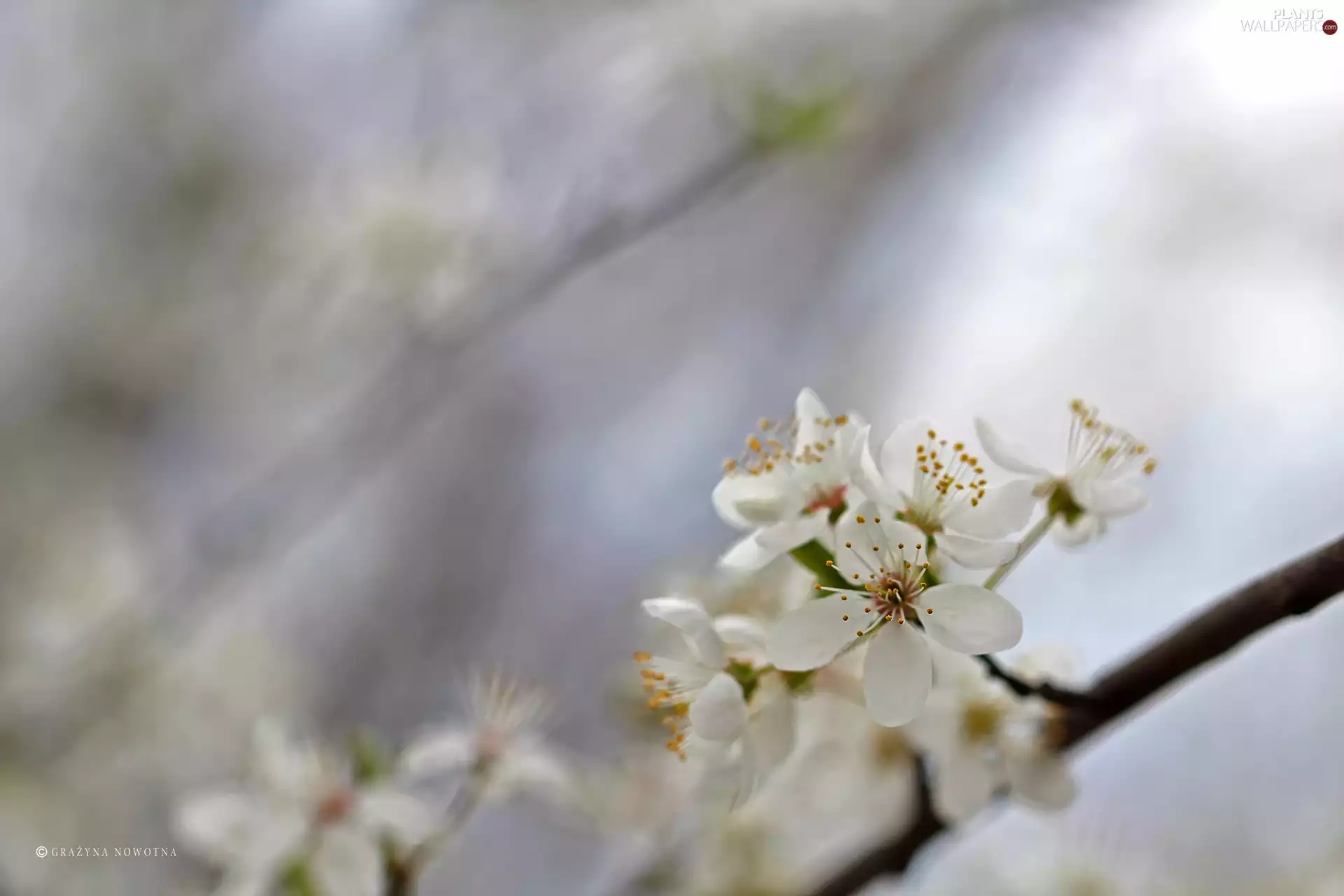 White, trees, fruit, Flowers