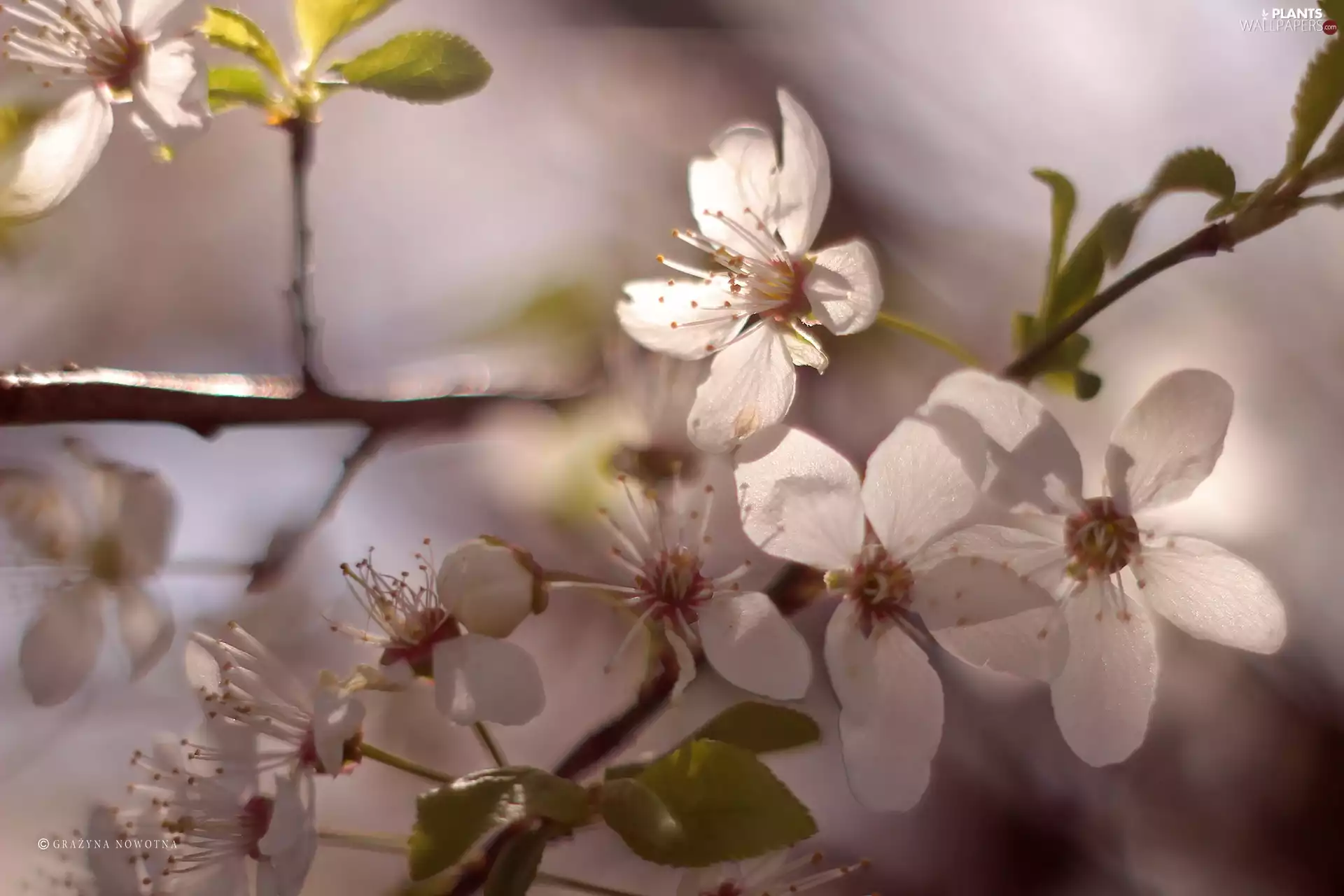 White, trees, fruit, Flowers