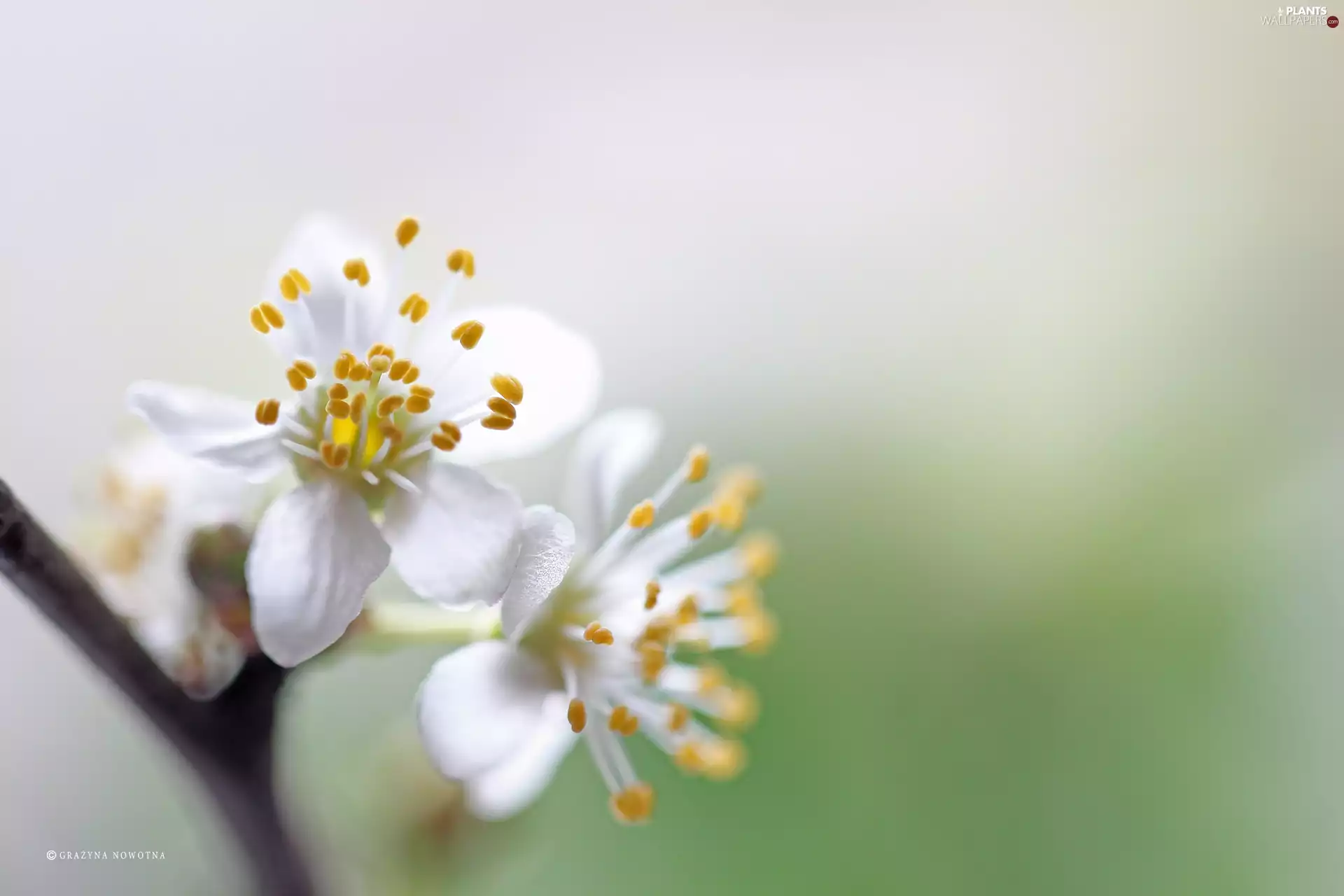 White, trees, fruit, Flowers