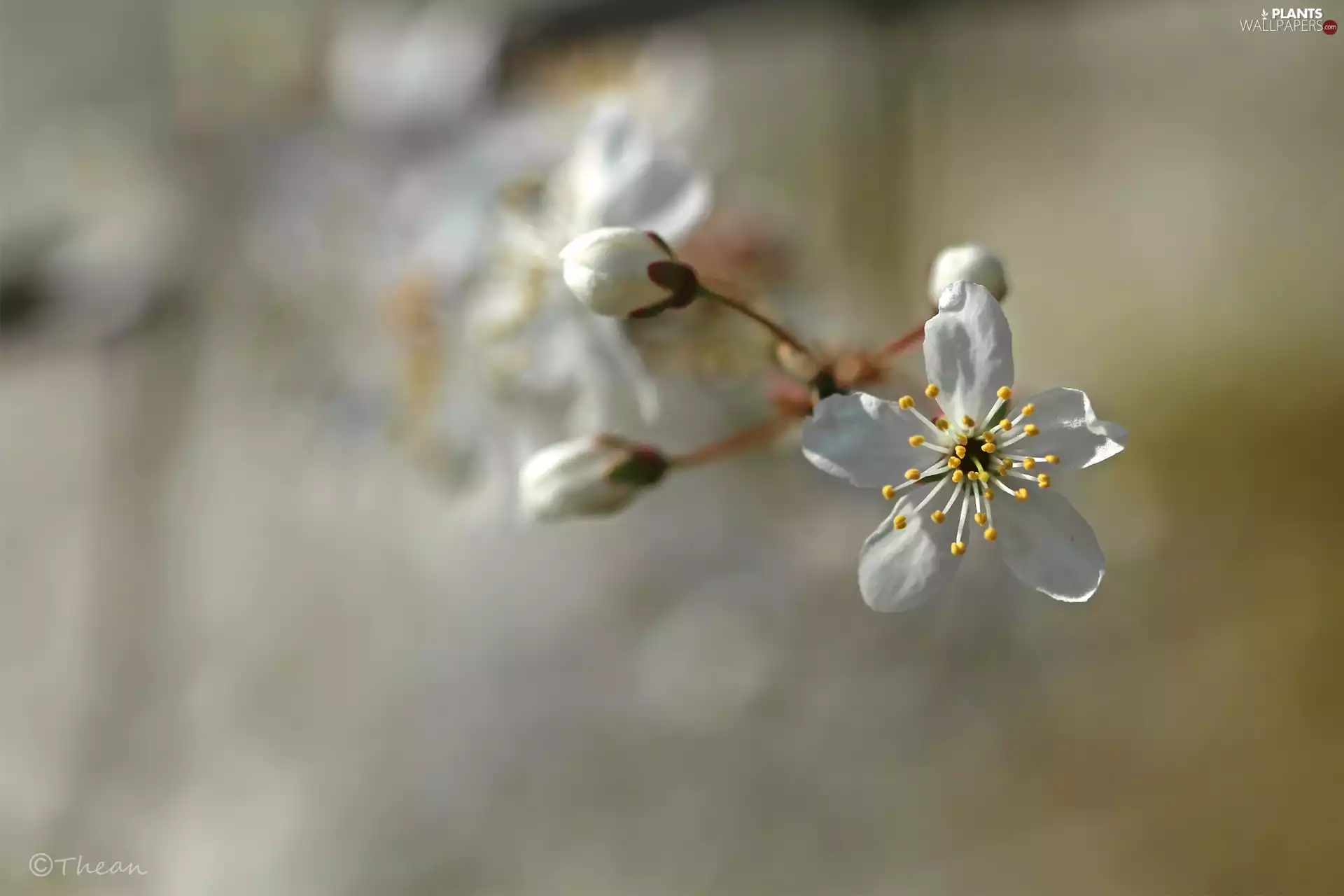 White, trees, fruit, Flowers