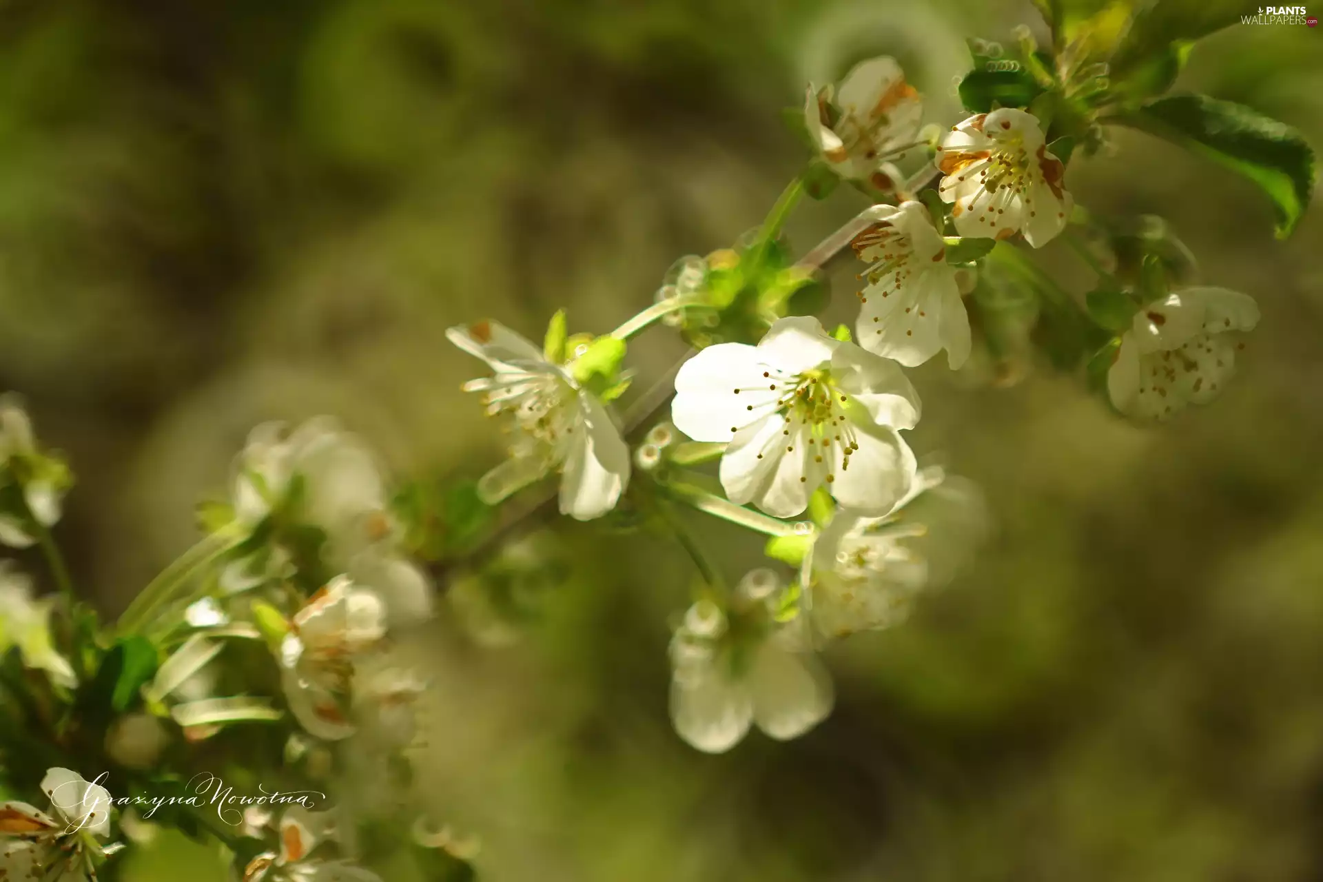 White, trees, fruit, Flowers