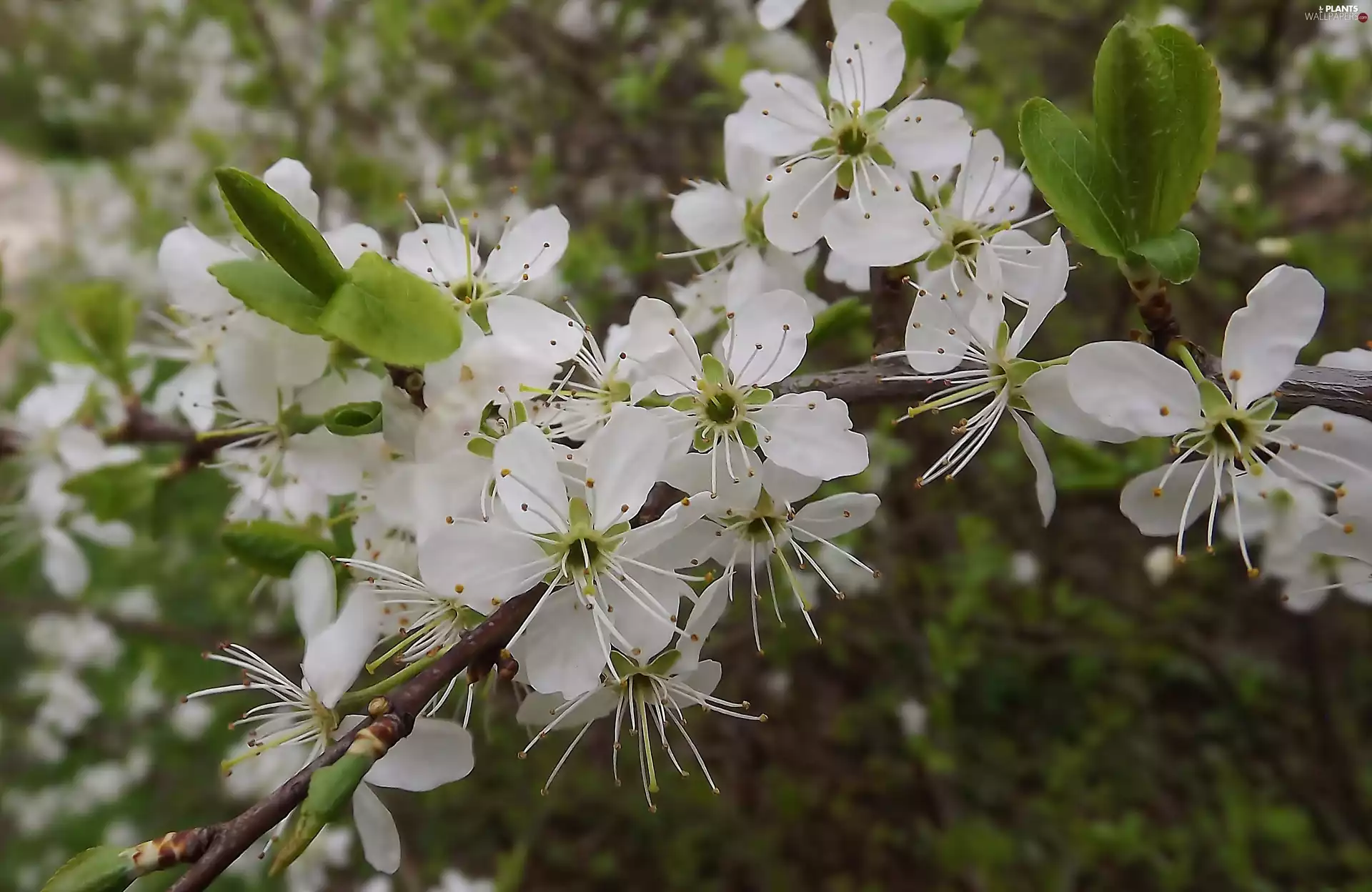 White, trees, fruit, Flowers