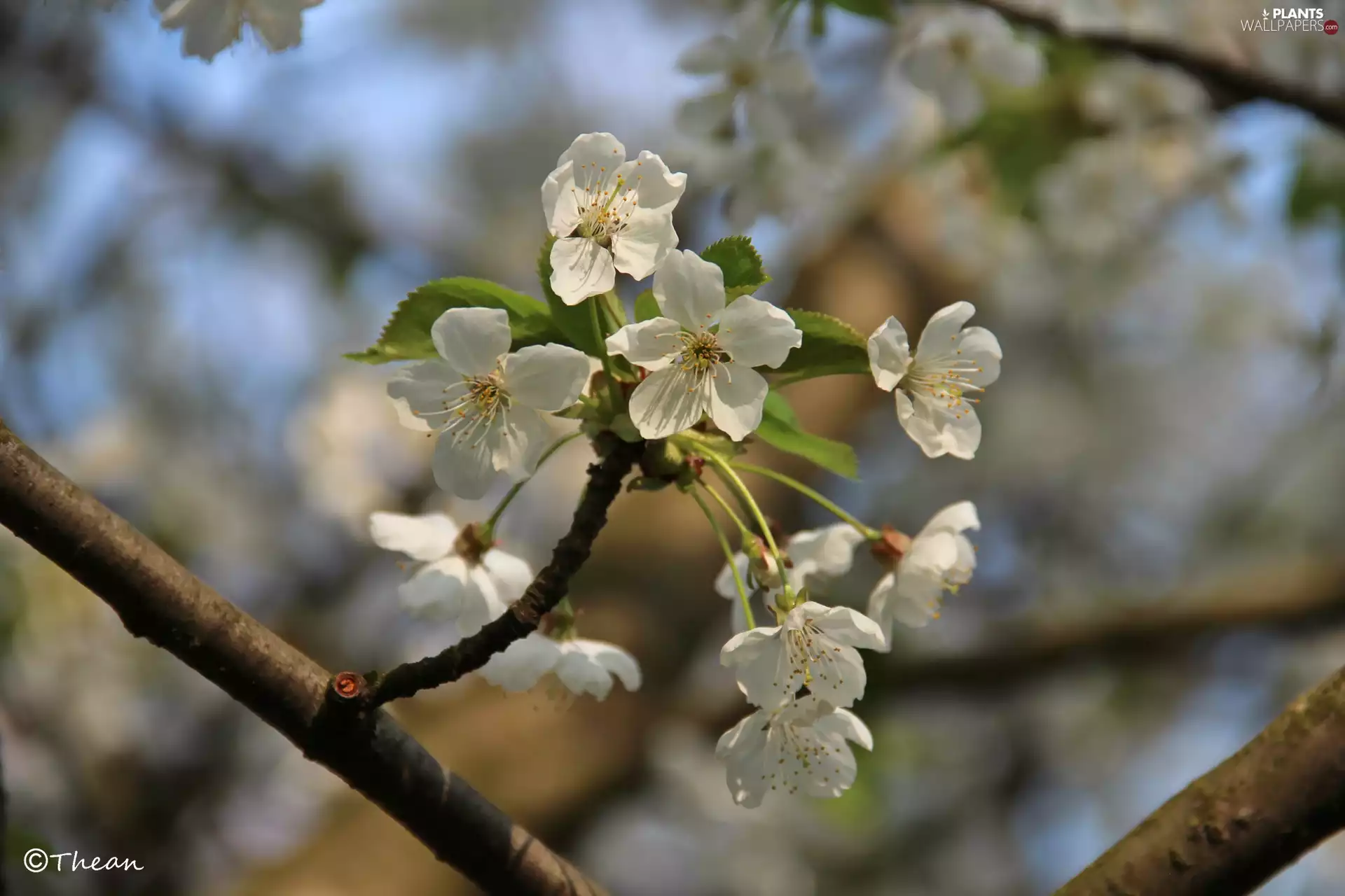 White, trees, fruit, Flowers