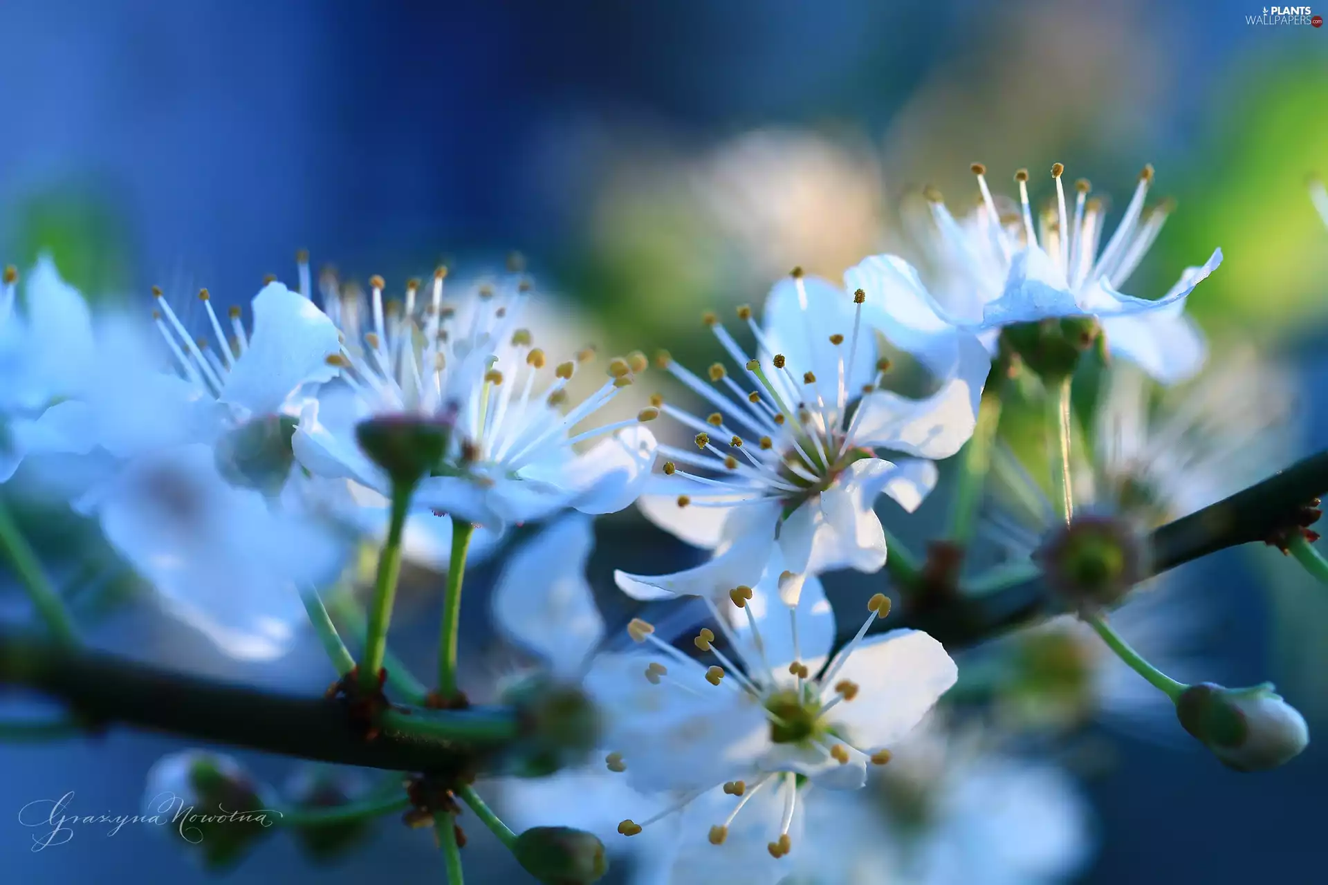 White, trees, fruit, Flowers