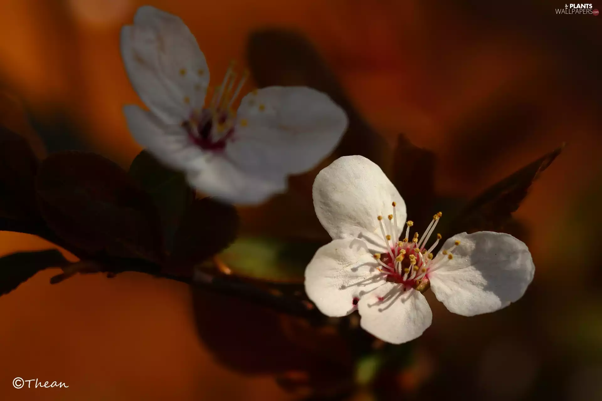 White, trees, fruit, Flowers