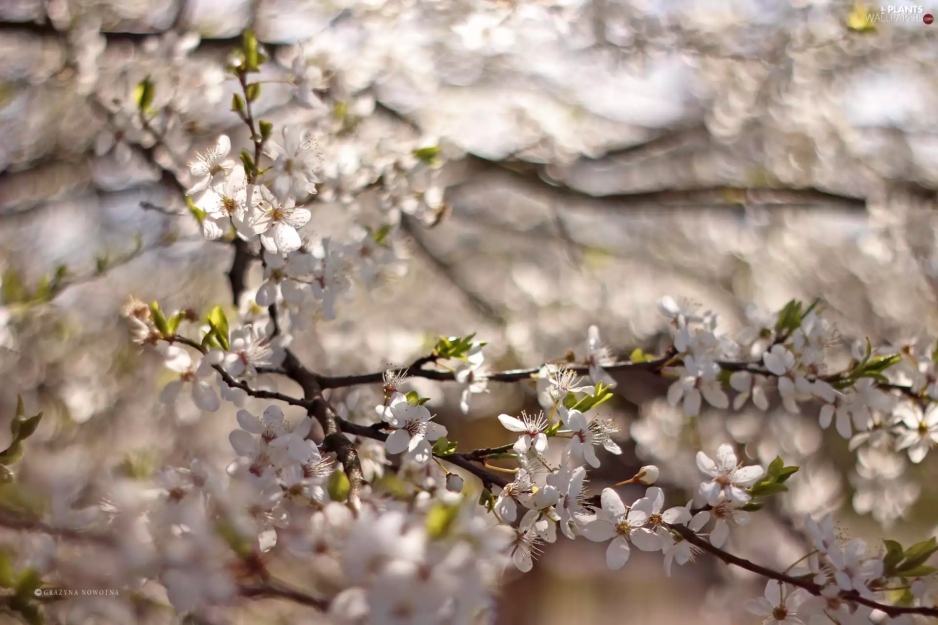 White, trees, fruit, Flowers