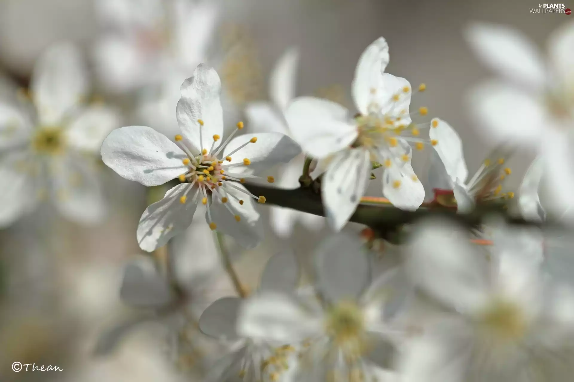 White, trees, fruit, Flowers