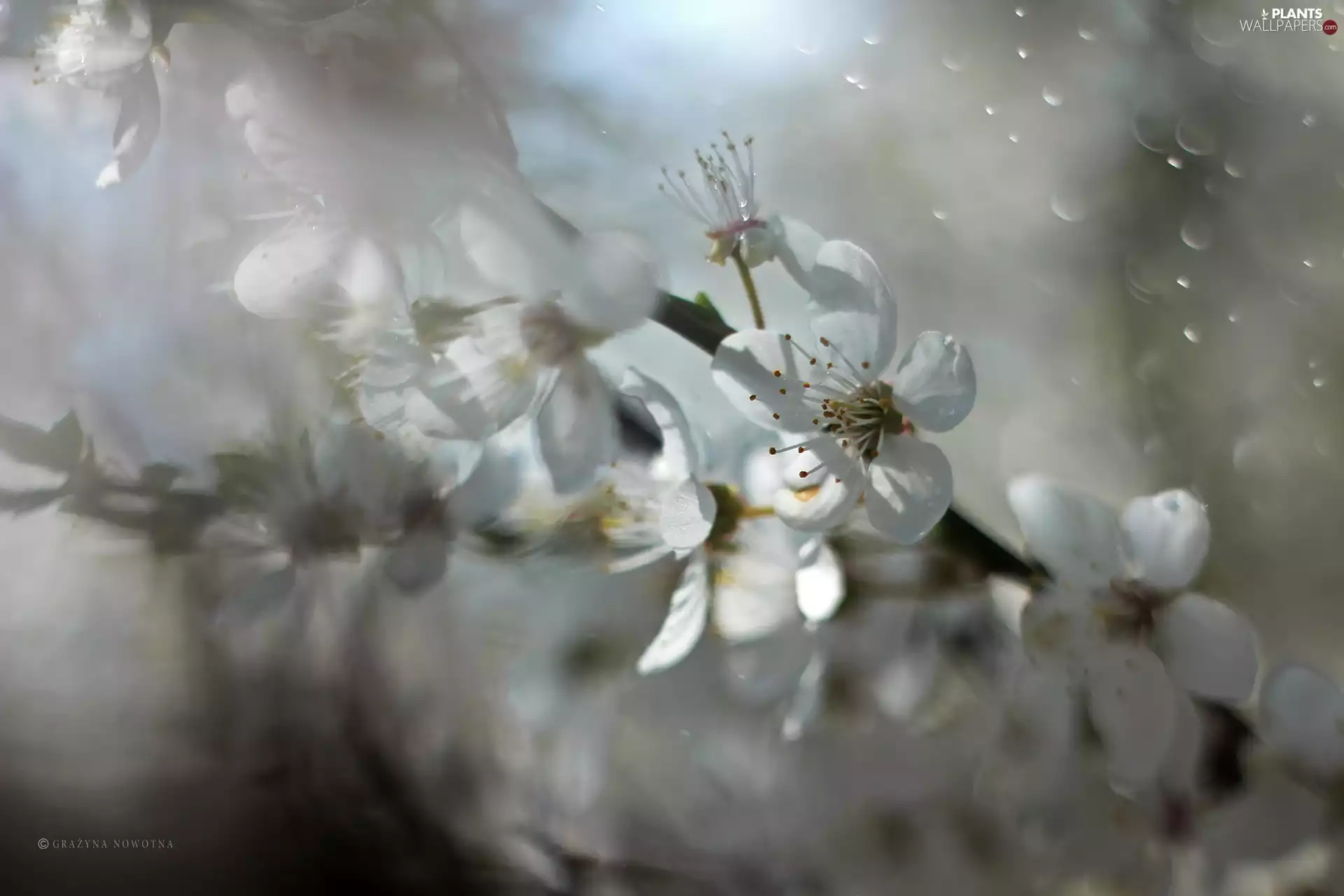 White, trees, fruit, Flowers
