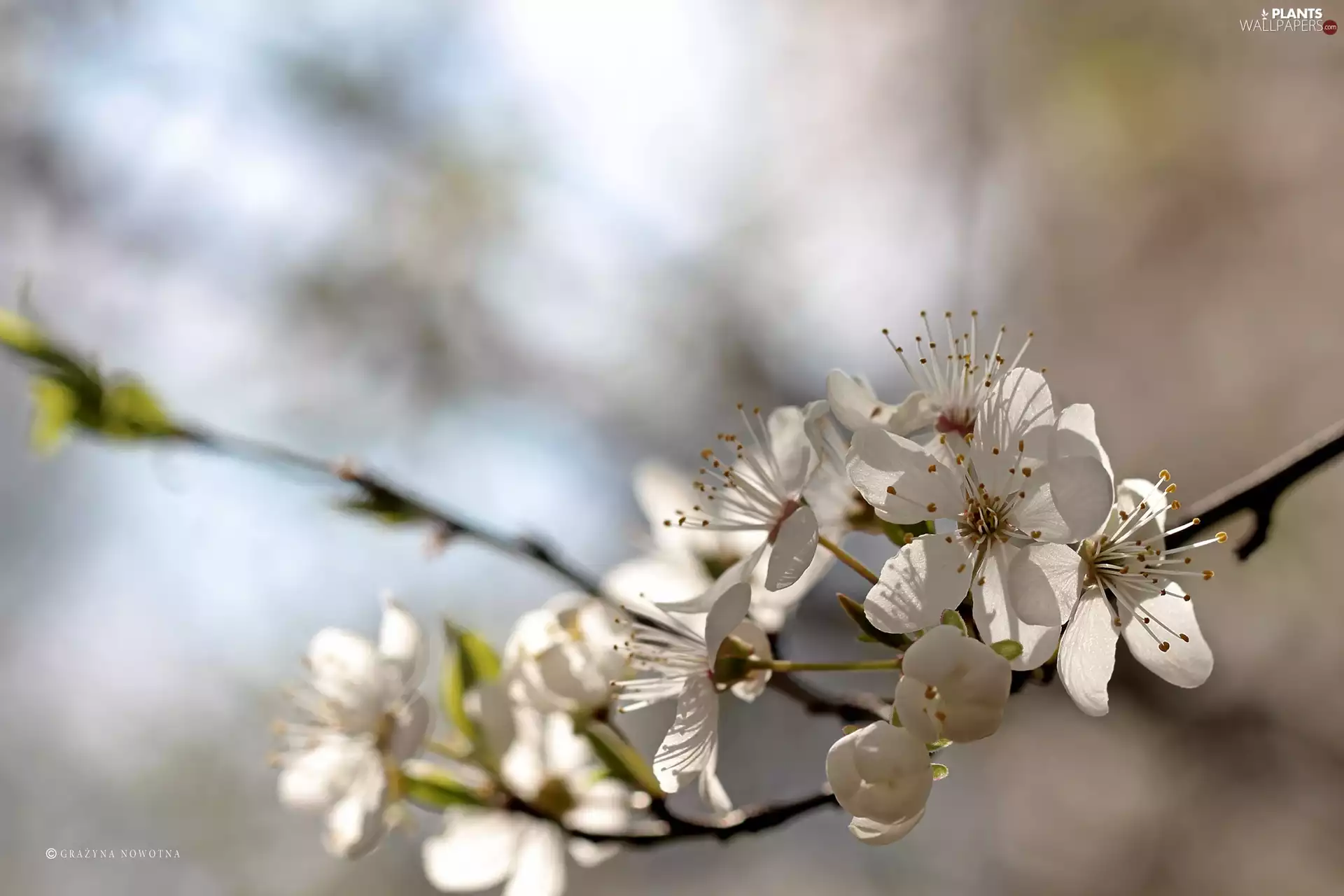 White, trees, fruit, Flowers