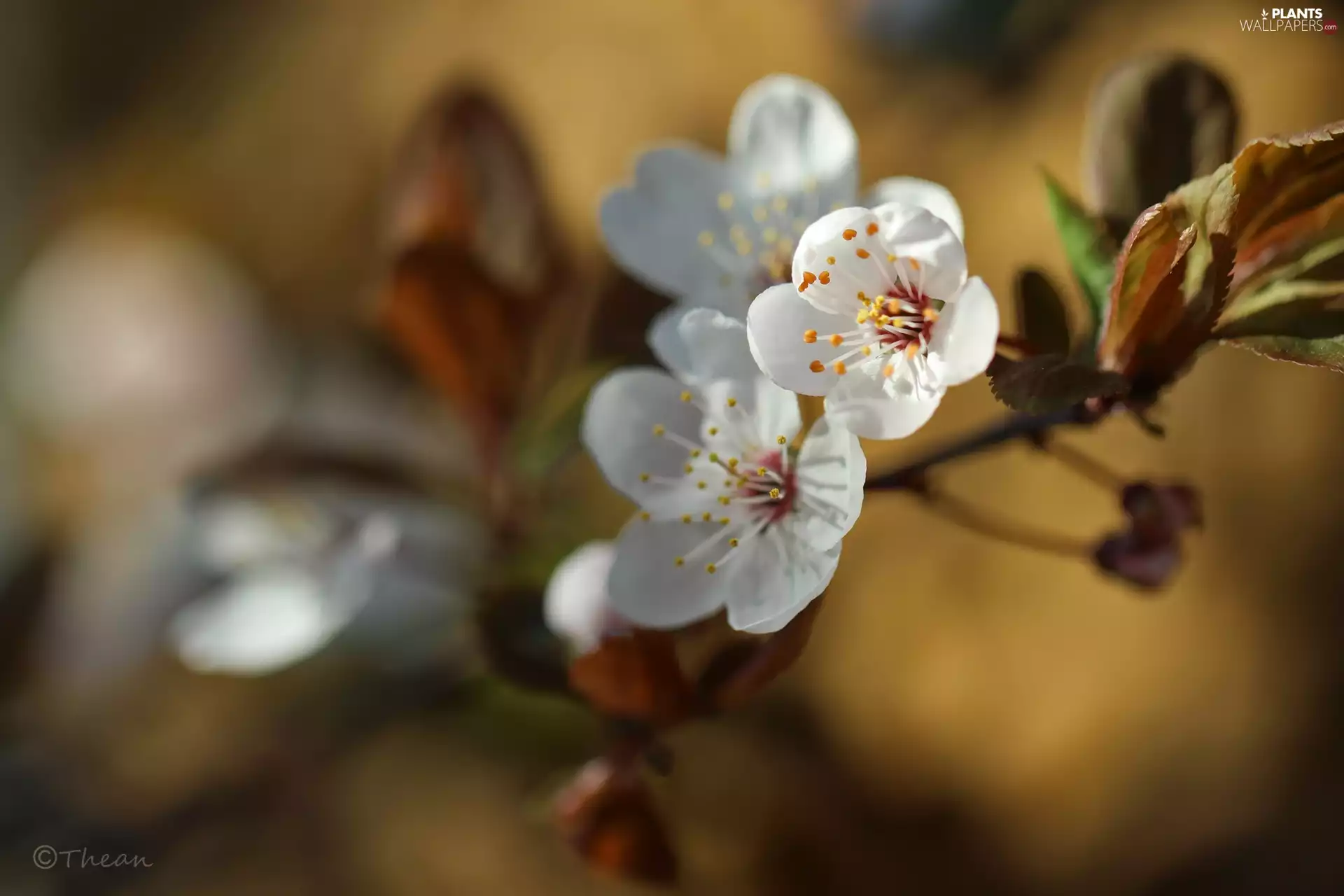 White, trees, fruit, Flowers