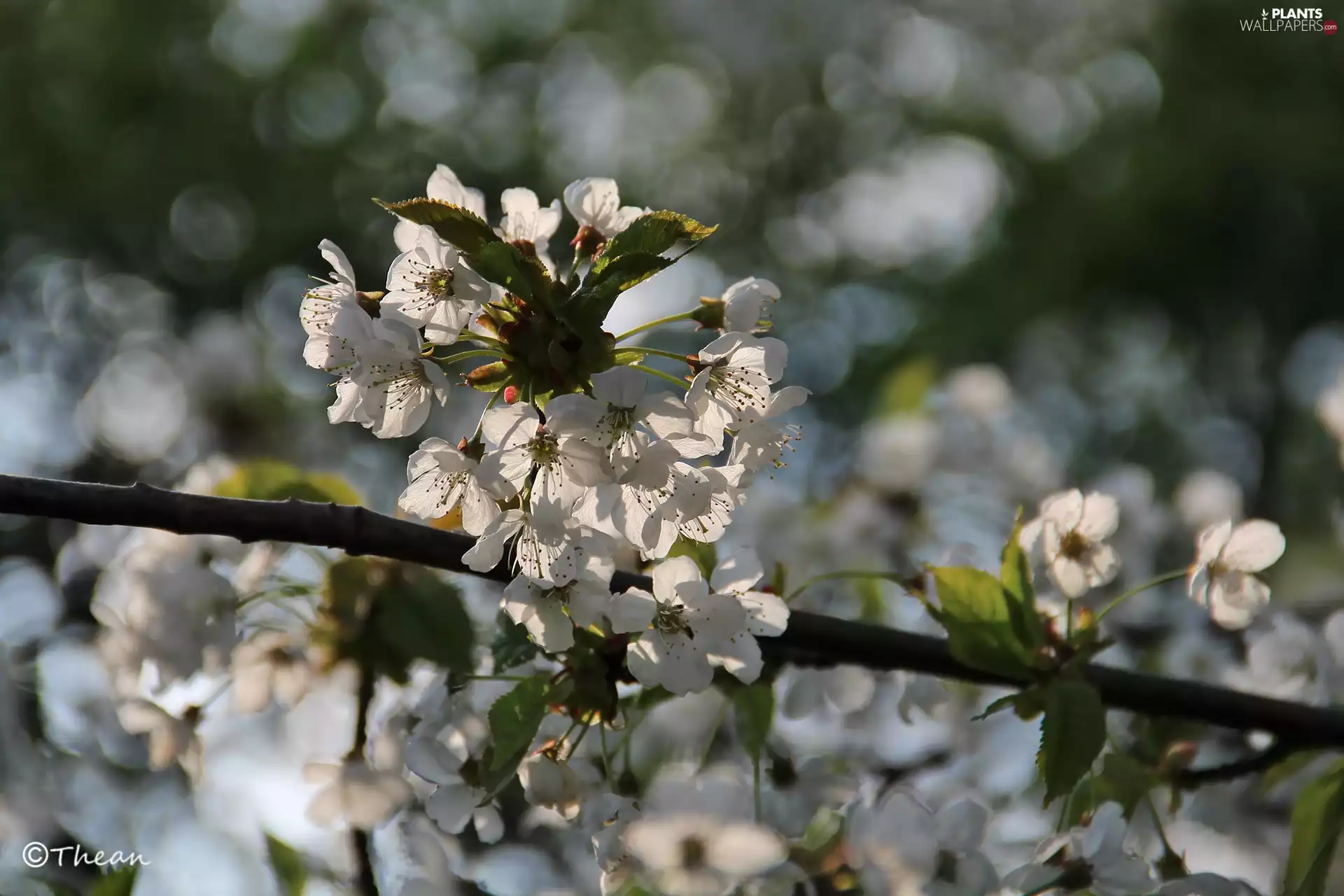 White, trees, fruit, Flowers