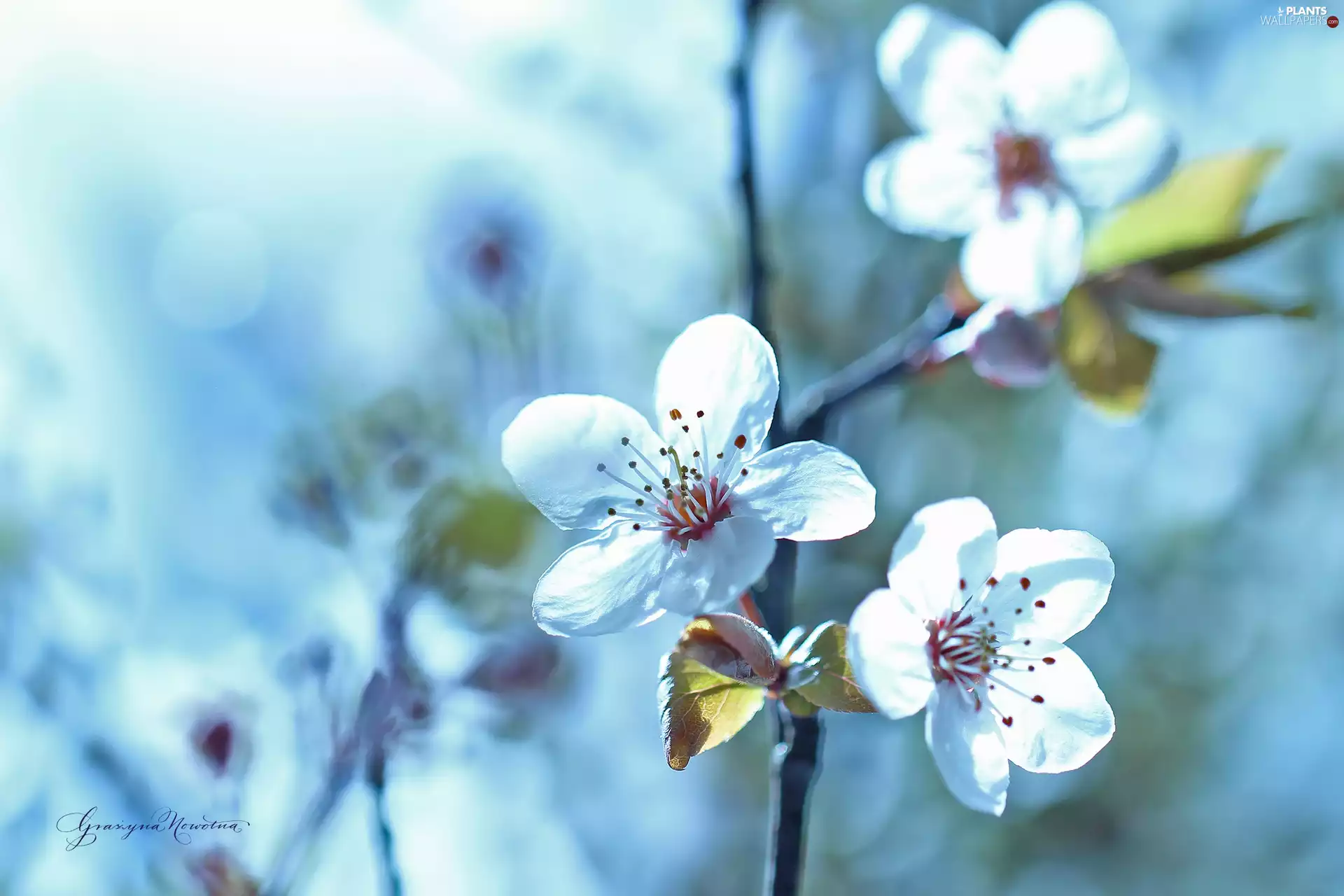 White, trees, fruit, Flowers