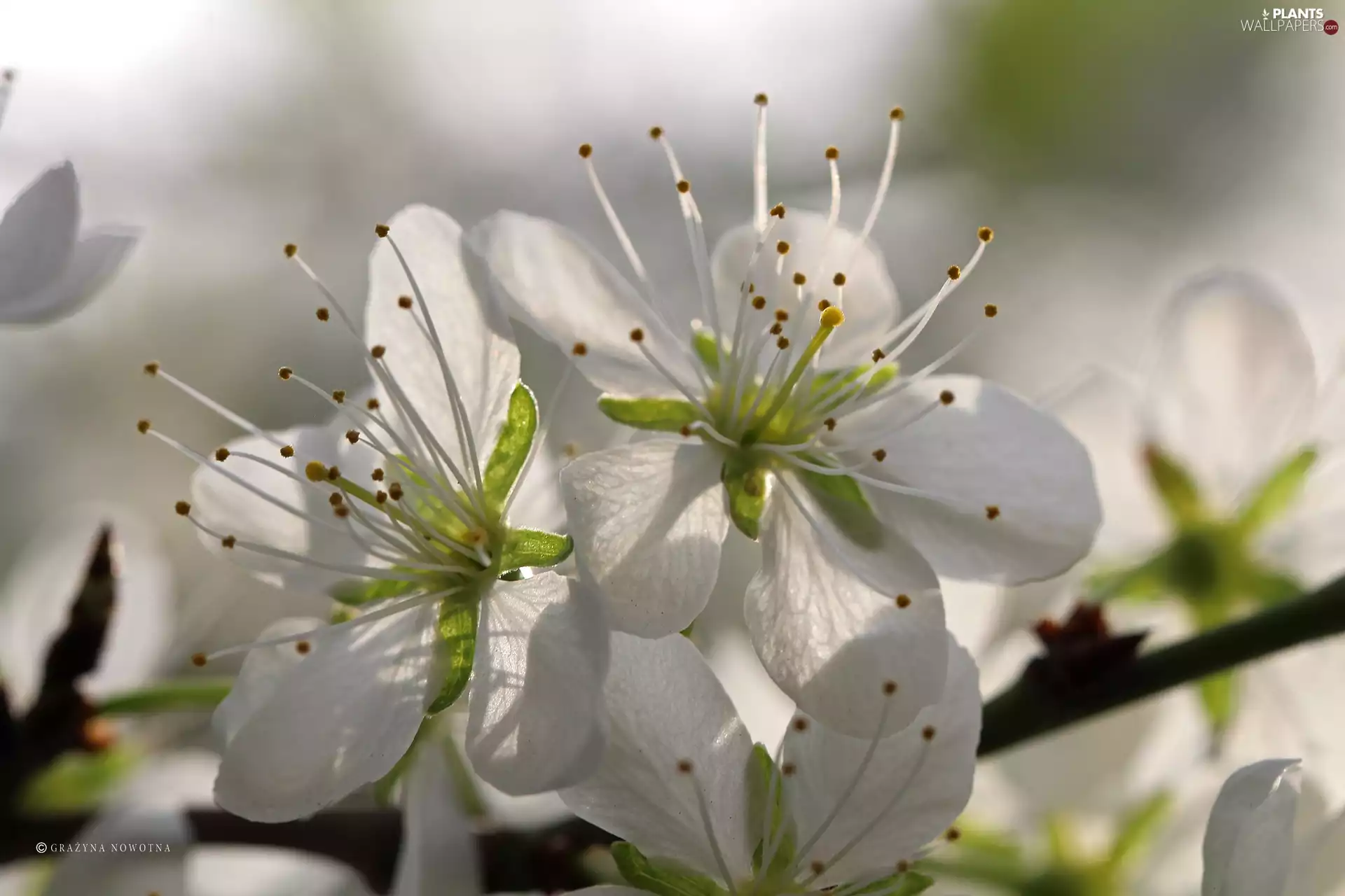 White, trees, fruit, Flowers