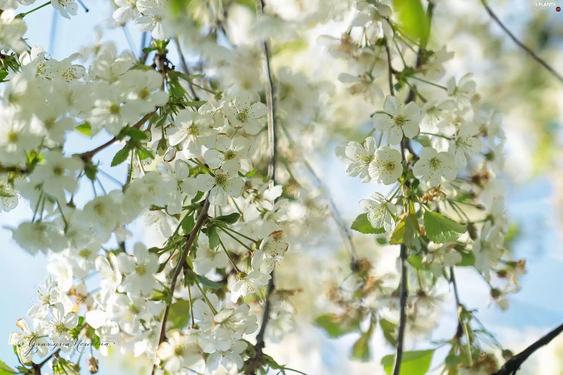 White, trees, fruit, Flowers