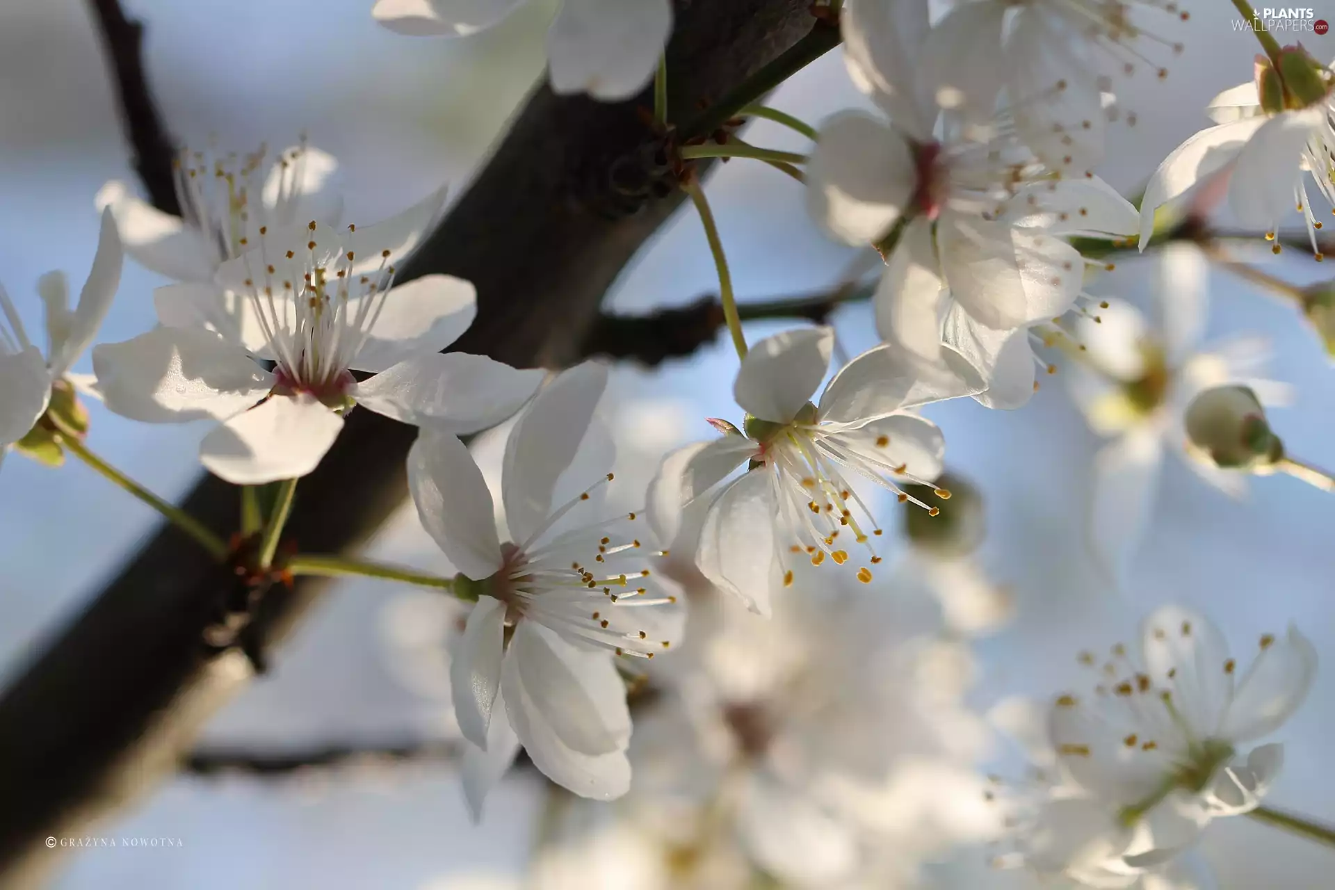 White, trees, fruit, Flowers