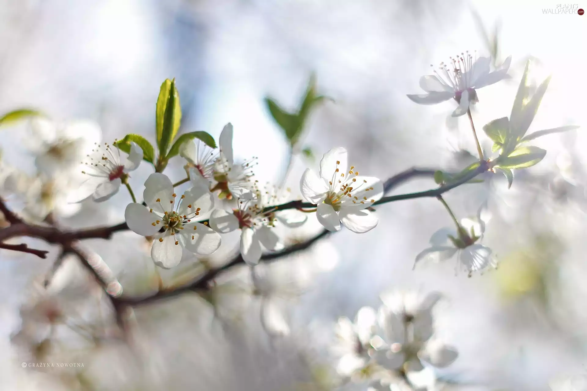 White, trees, fruit, Flowers
