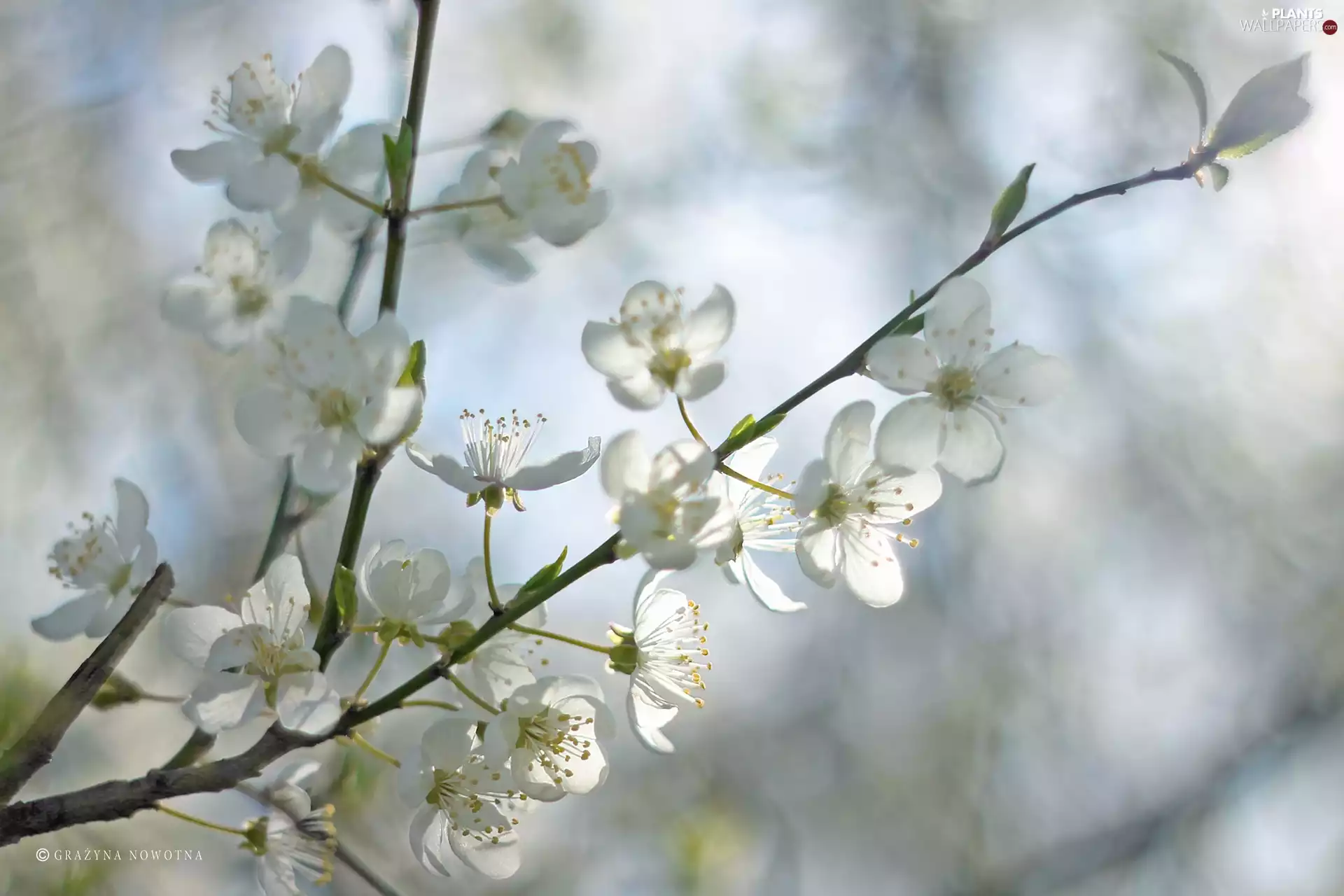 White, trees, fruit, Flowers