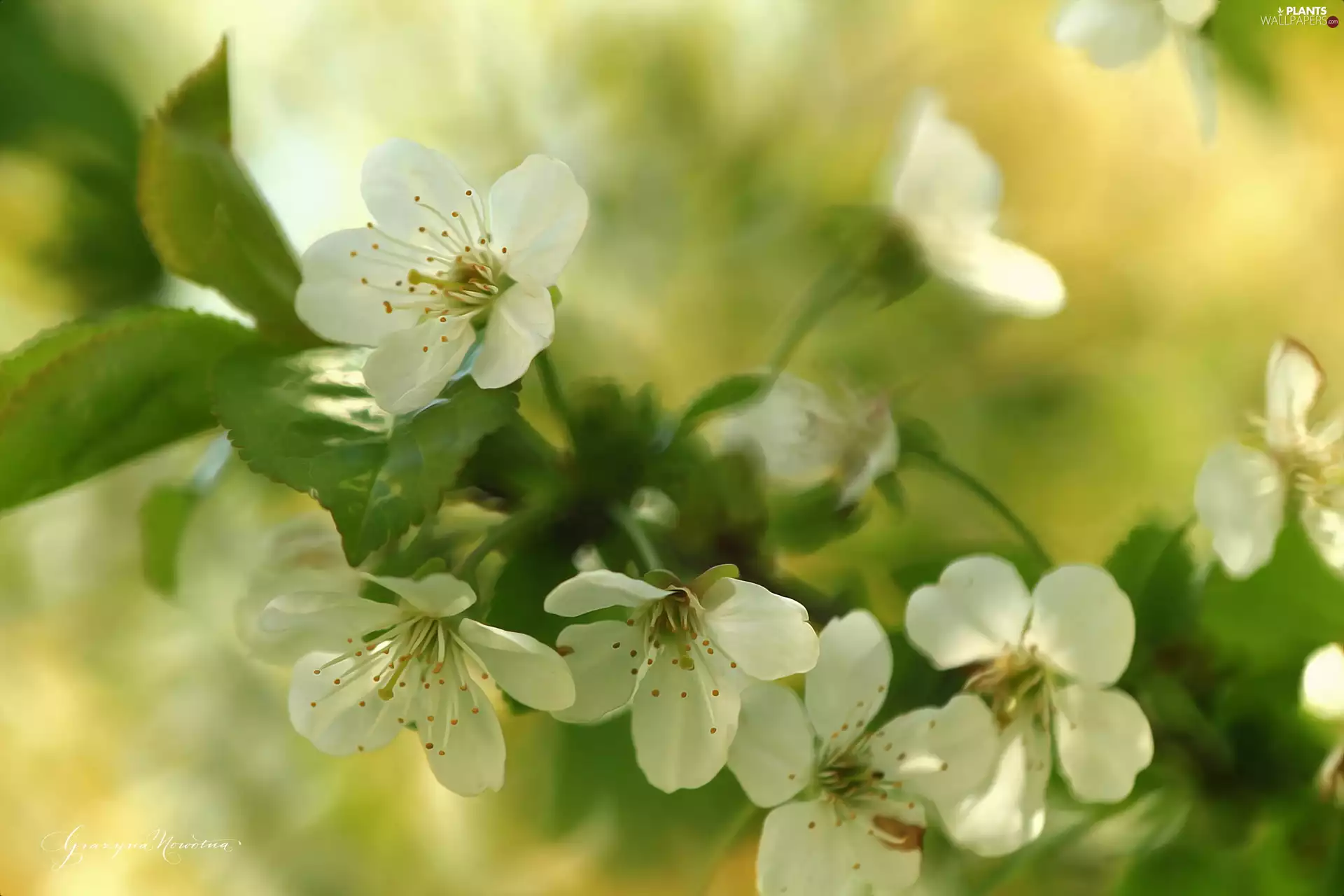White, trees, fruit, Flowers