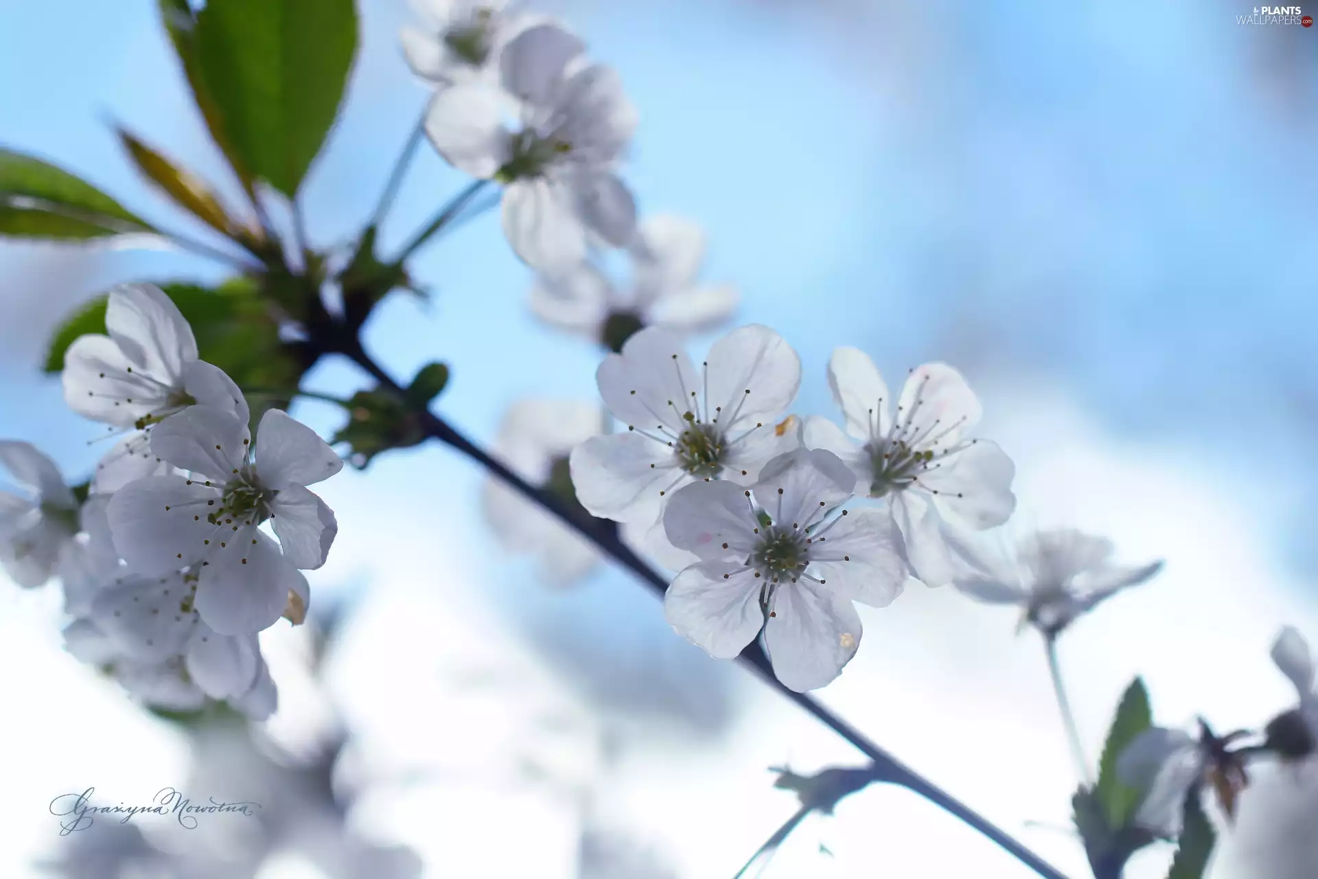 White, trees, fruit, Flowers