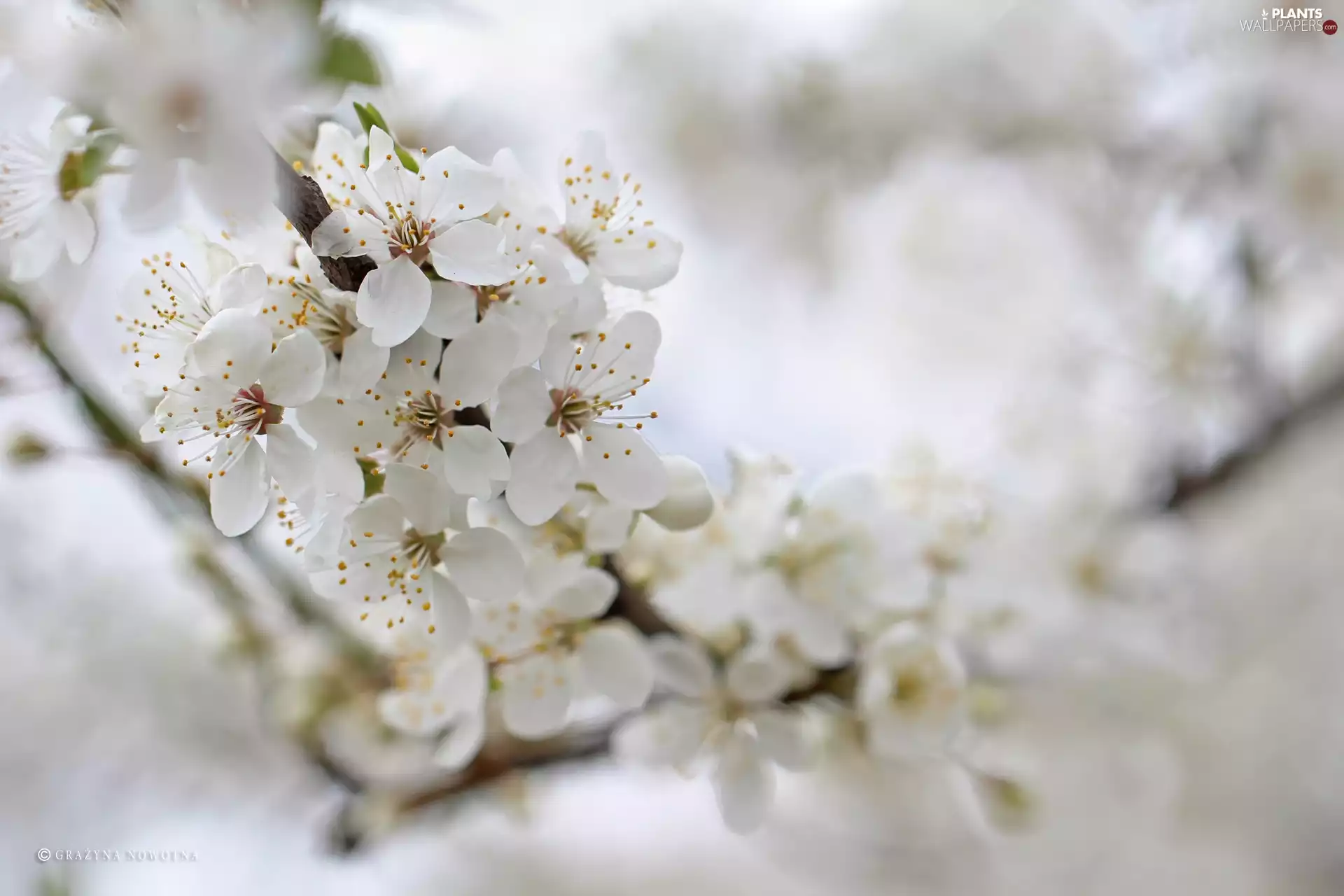 White, trees, fruit, Flowers