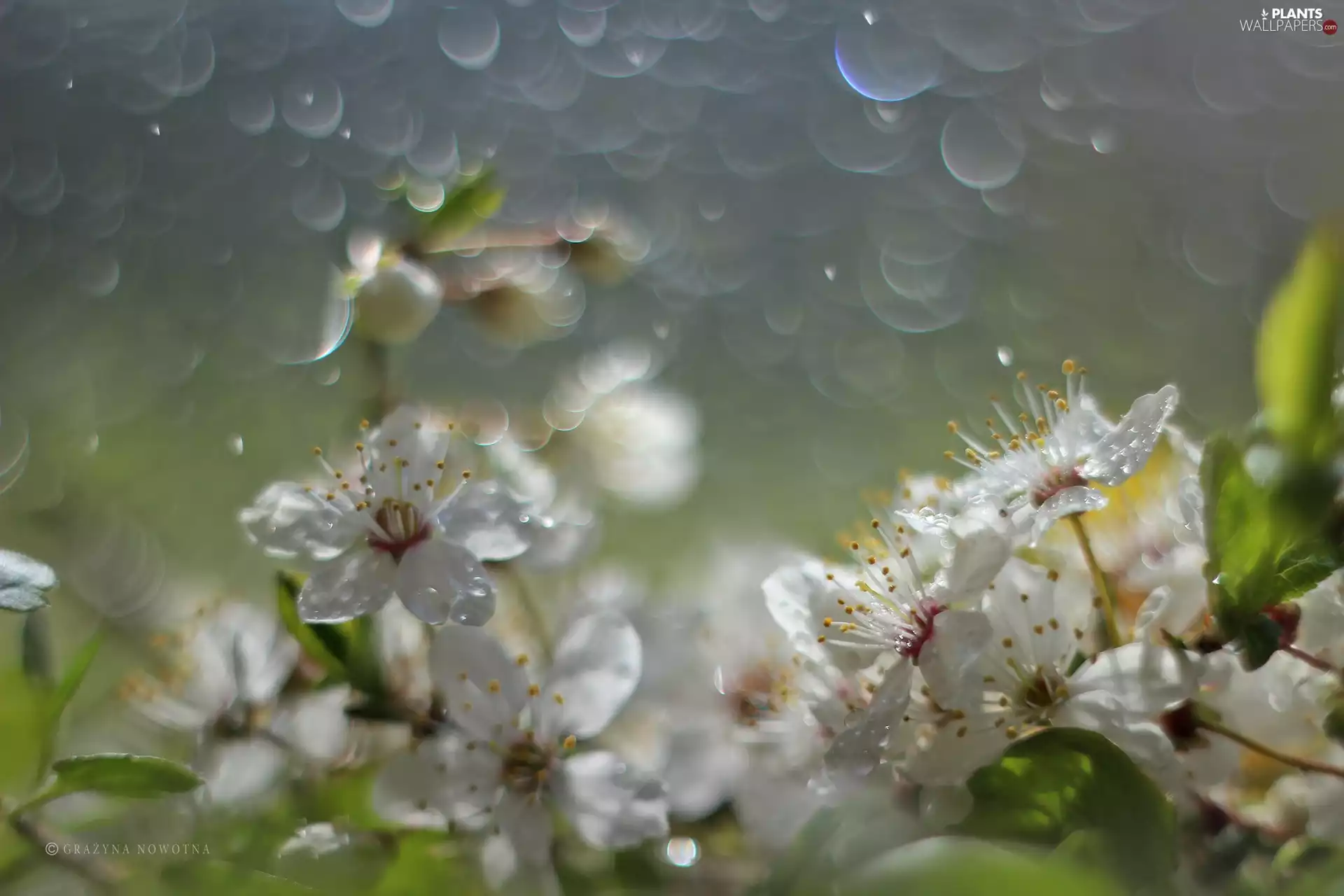 White, trees, fruit, Flowers