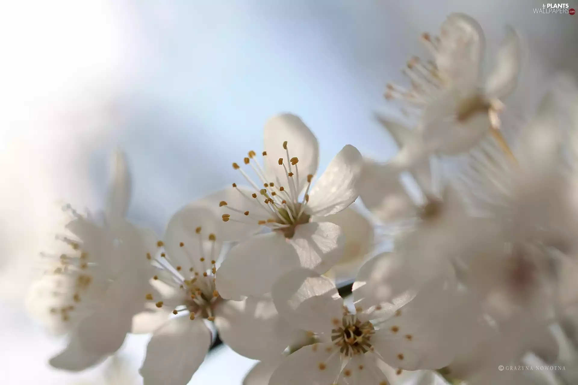 White, trees, fruit, Flowers