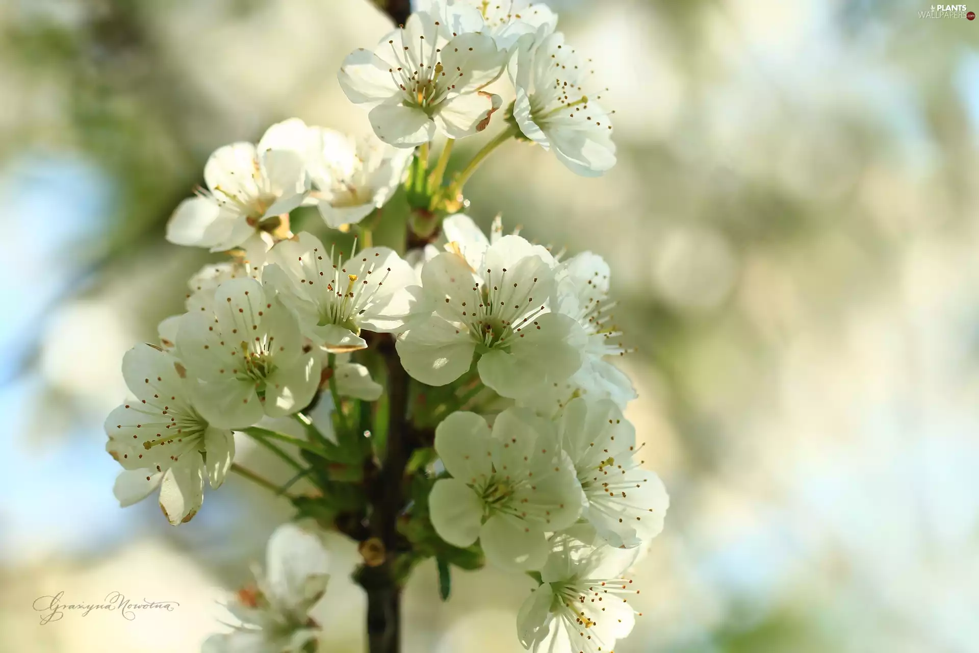 White, trees, fruit, Flowers