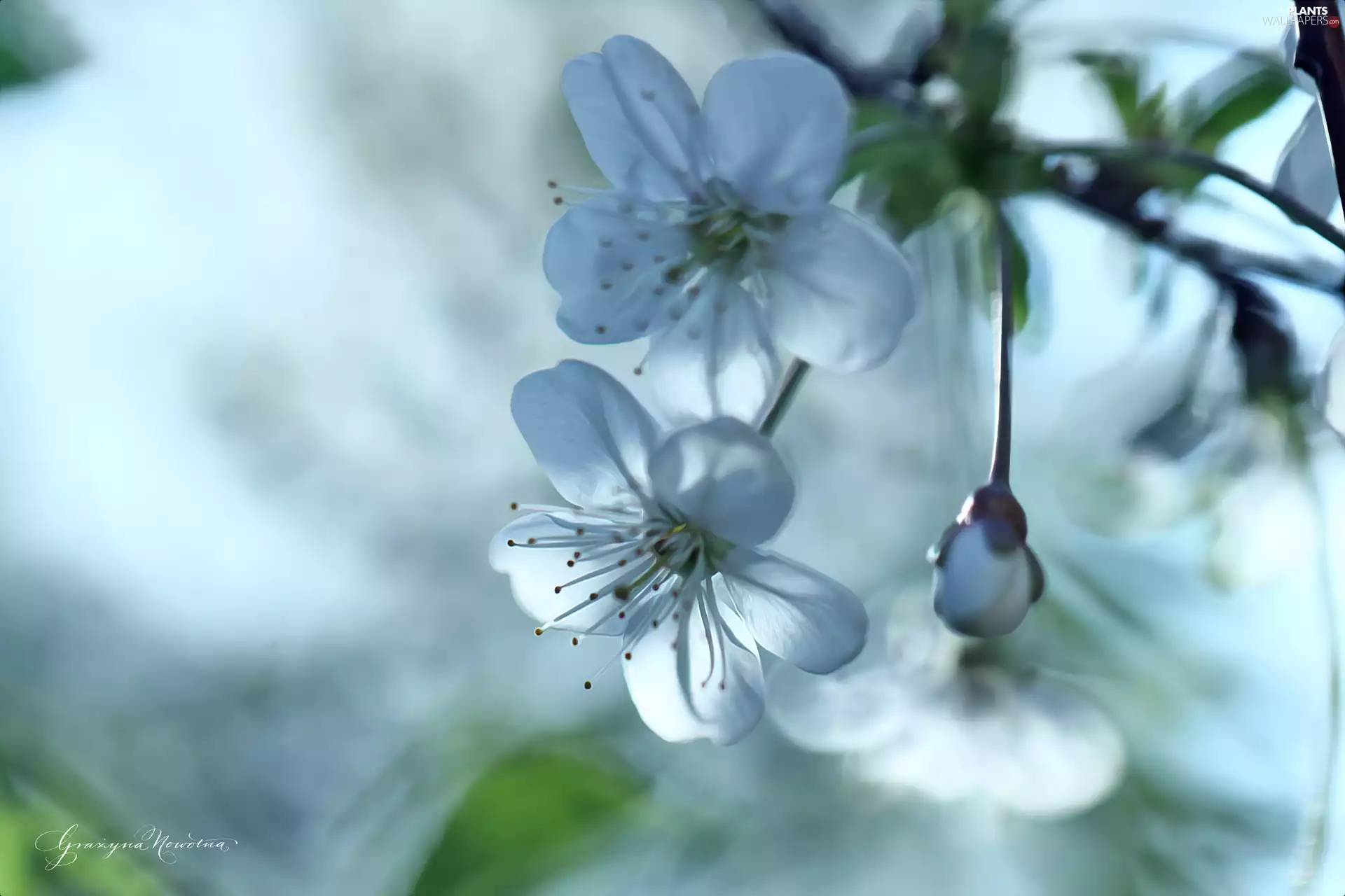 White, trees, fruit, Flowers