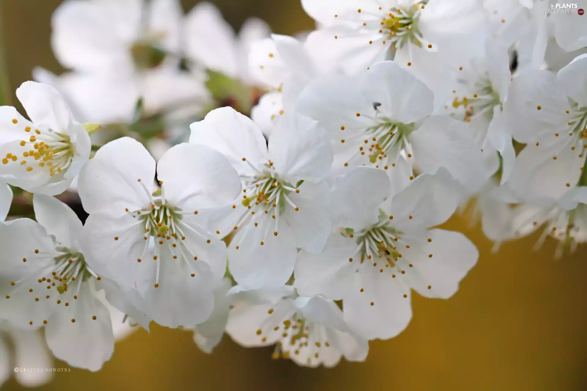 White, trees, fruit, Flowers