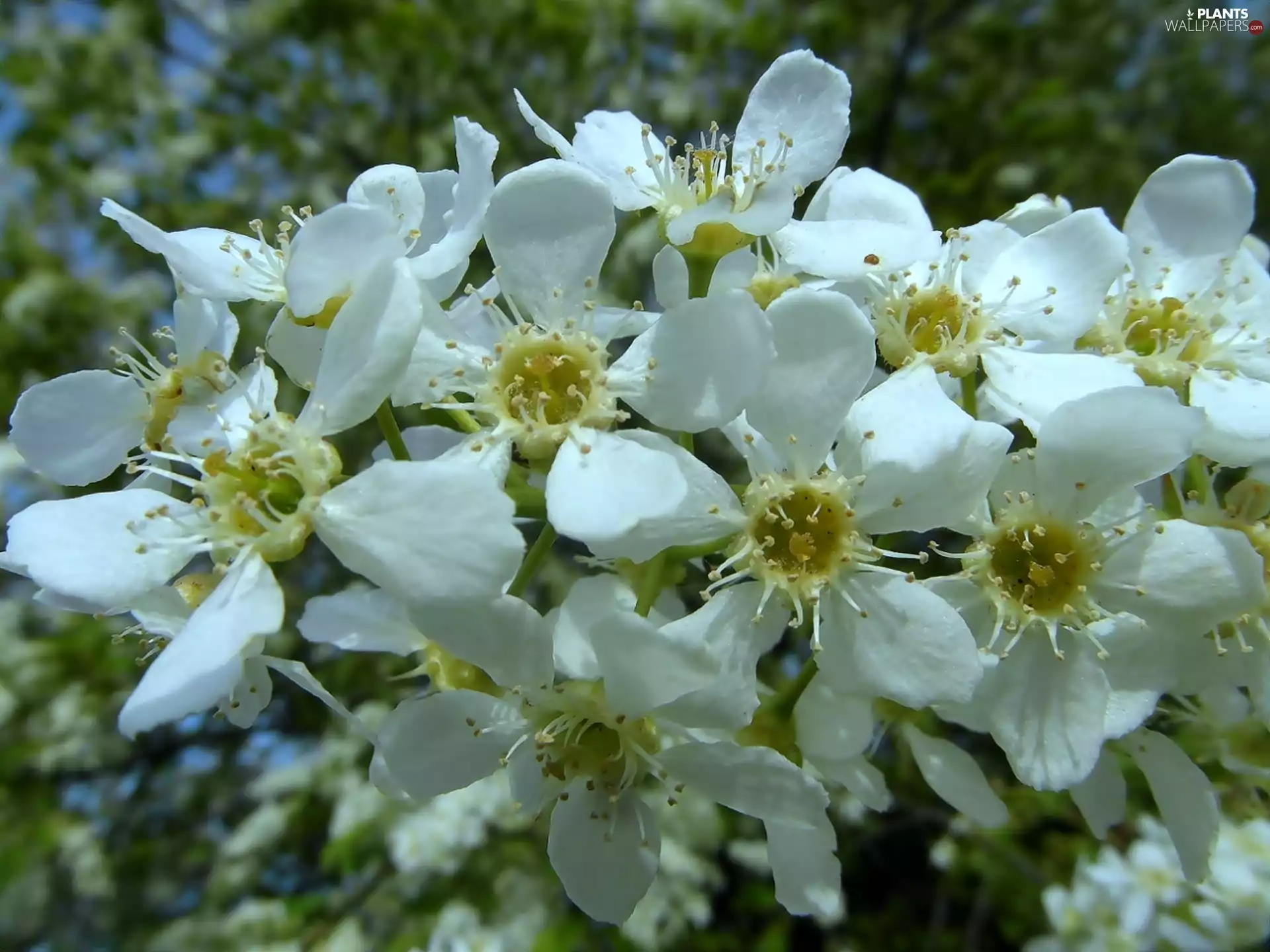White, trees, fruit, Flowers