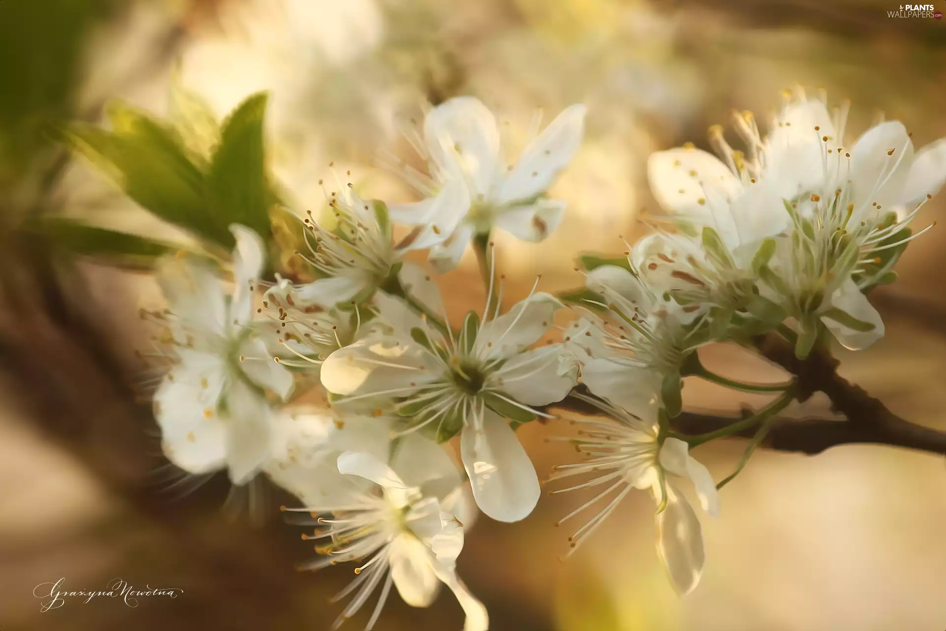 White, trees, fruit, Flowers