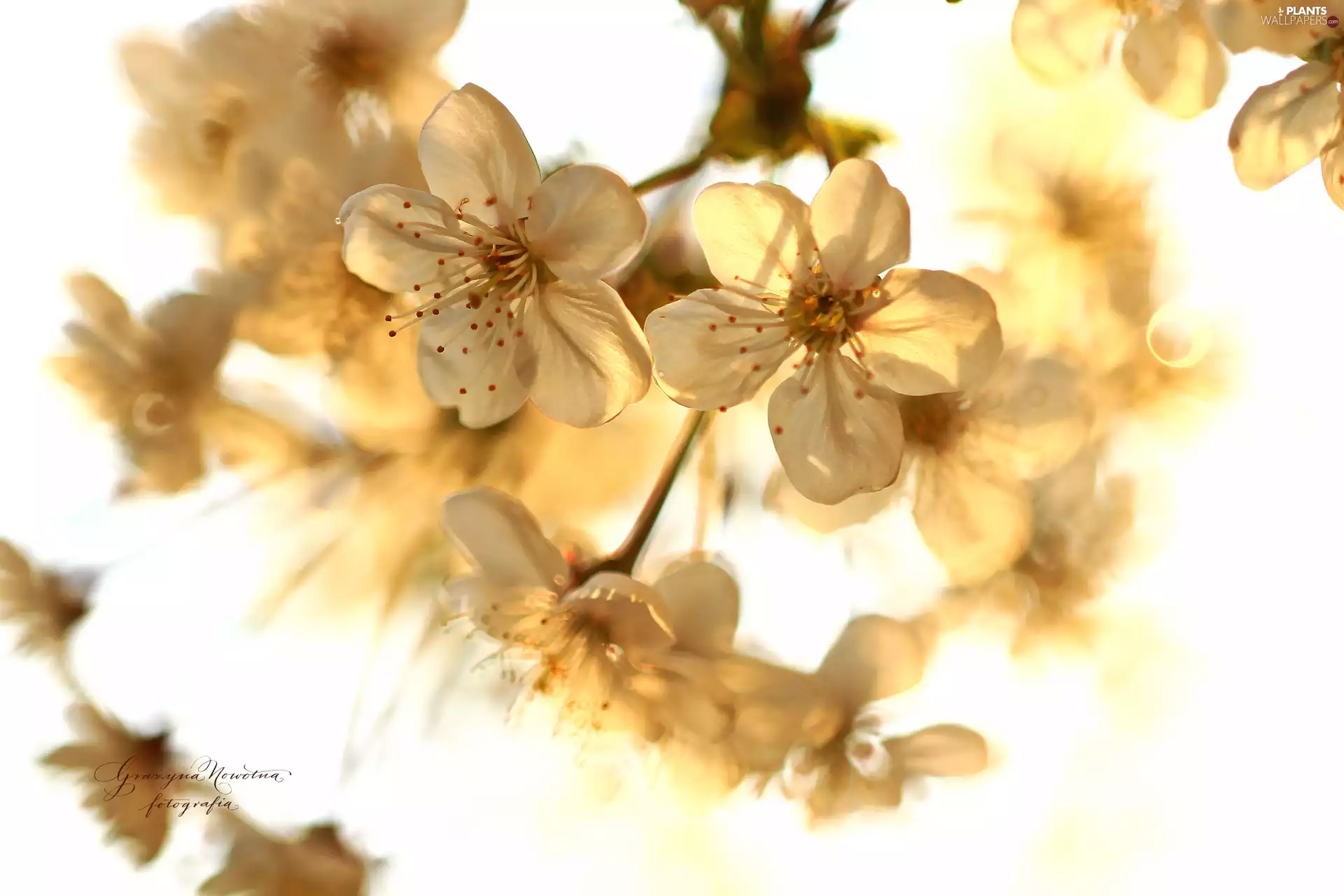 White, trees, fruit, Flowers
