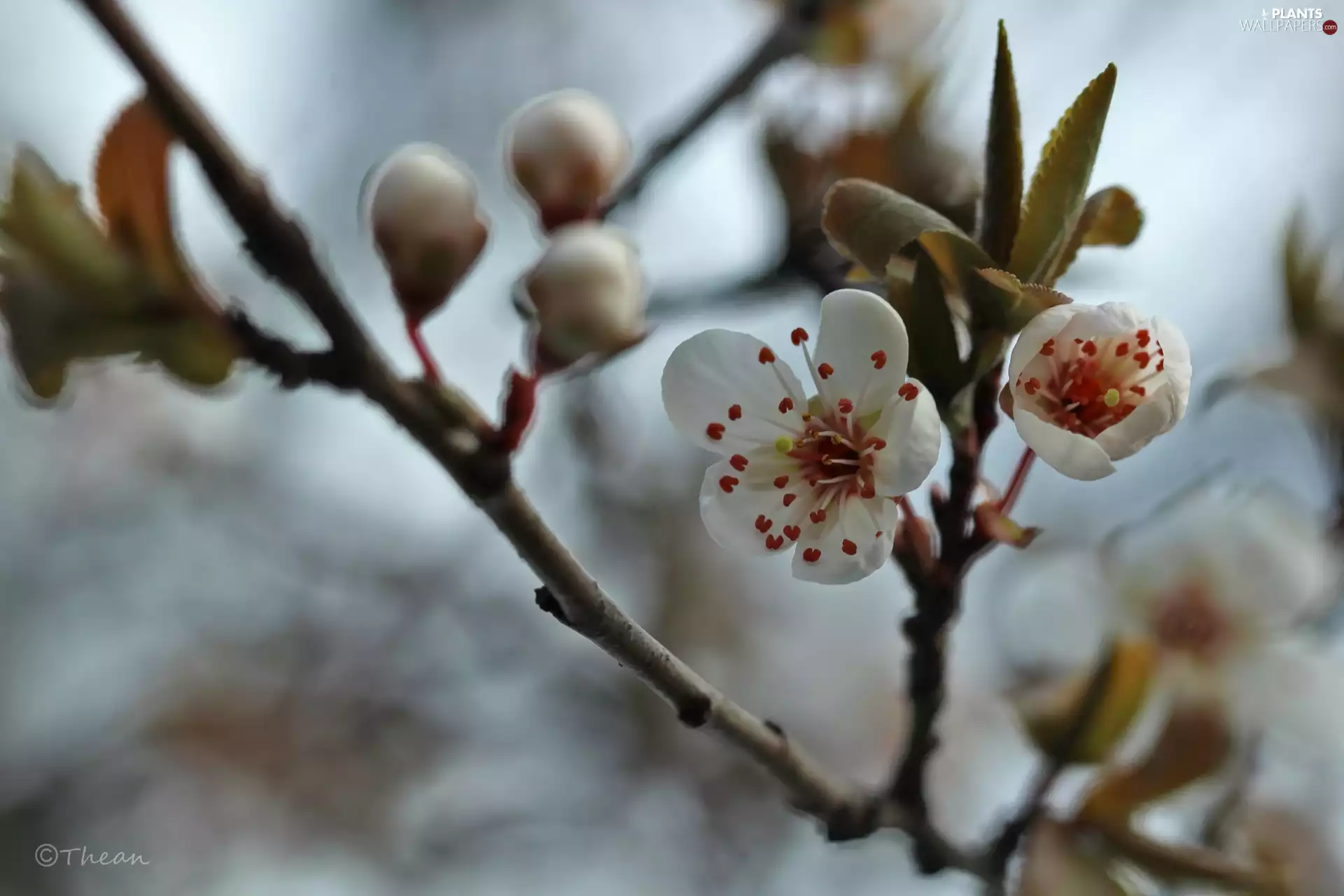 White, trees, fruit, Flowers