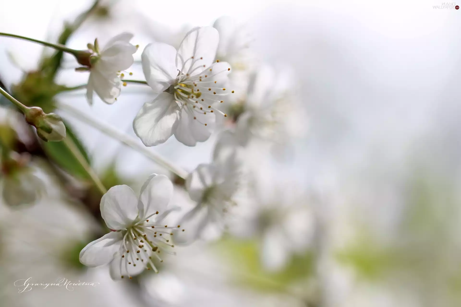 White, trees, fruit, Flowers