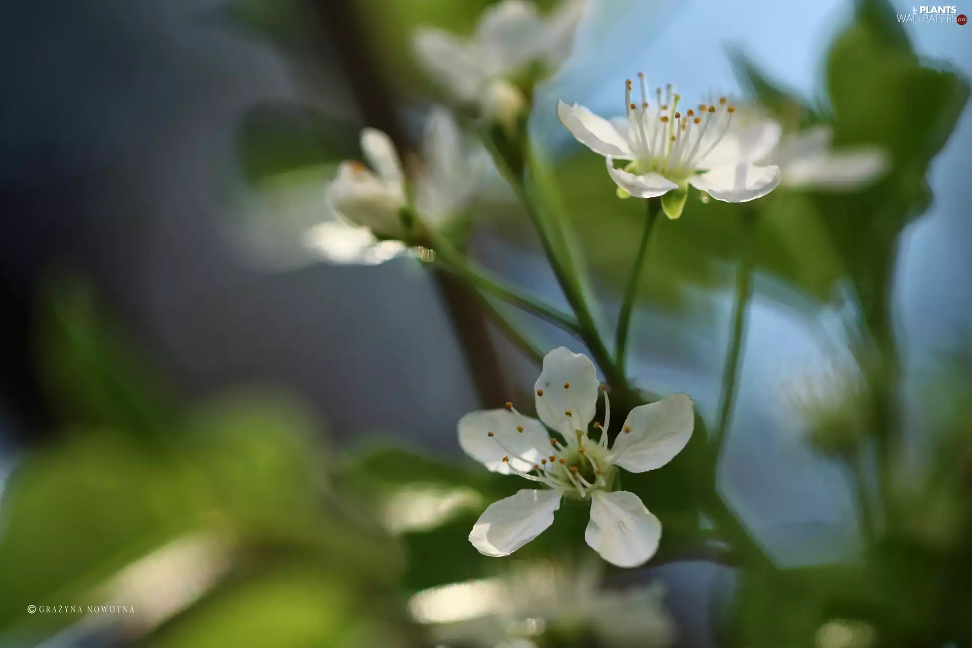 White, trees, fruit, Flowers