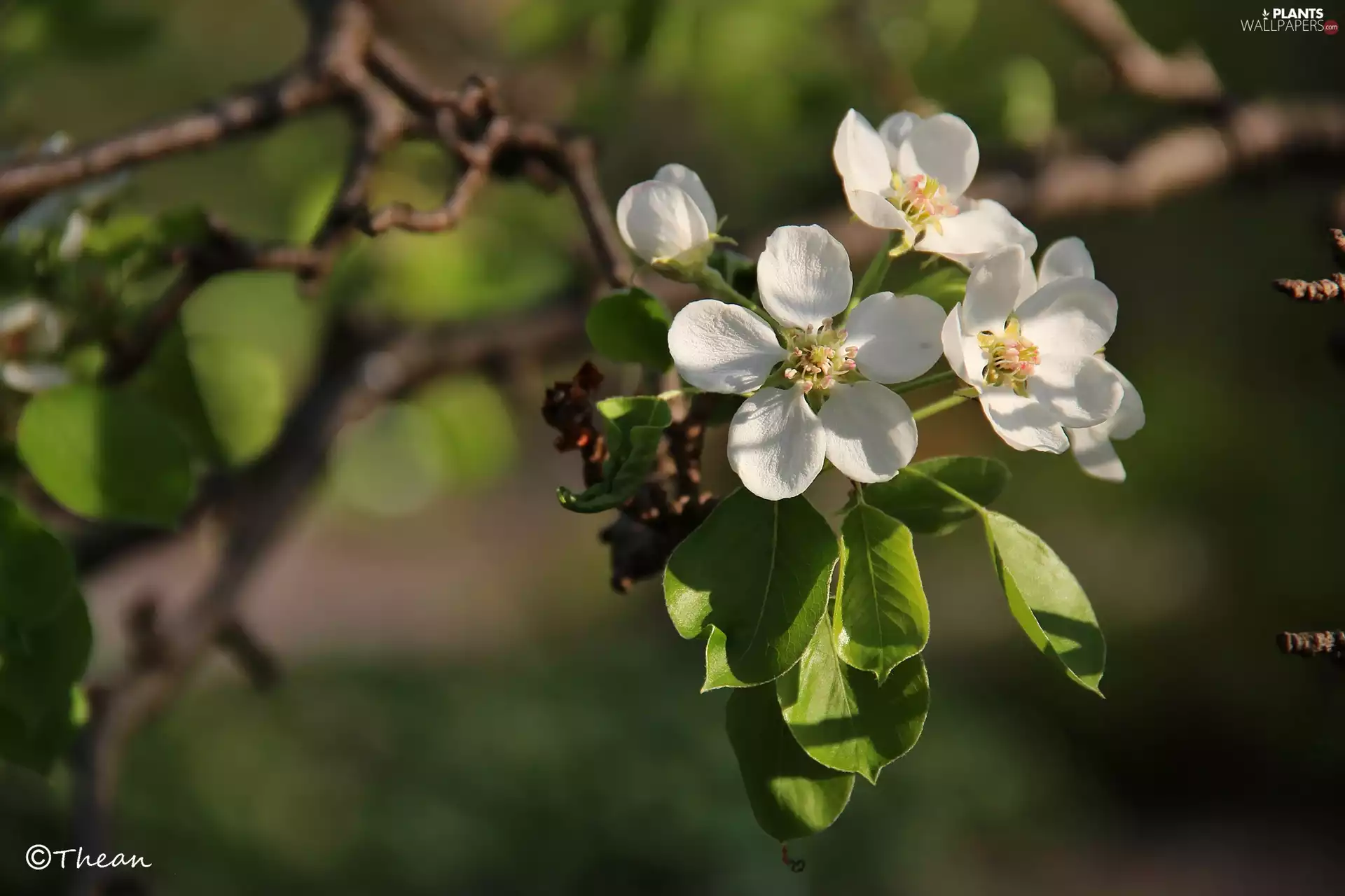 White, trees, fruit, Flowers