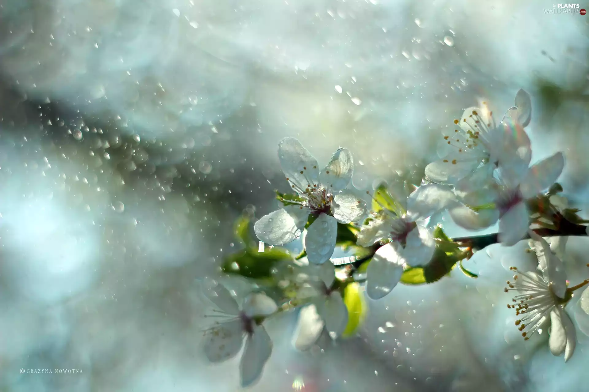 White, trees, fruit, Flowers