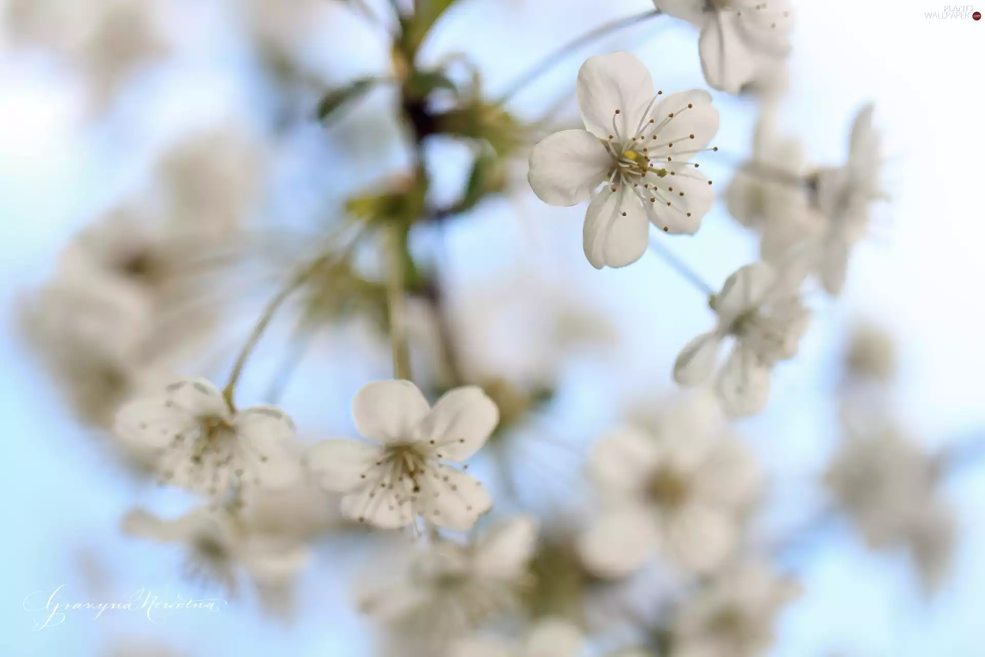 White, trees, fruit, Flowers