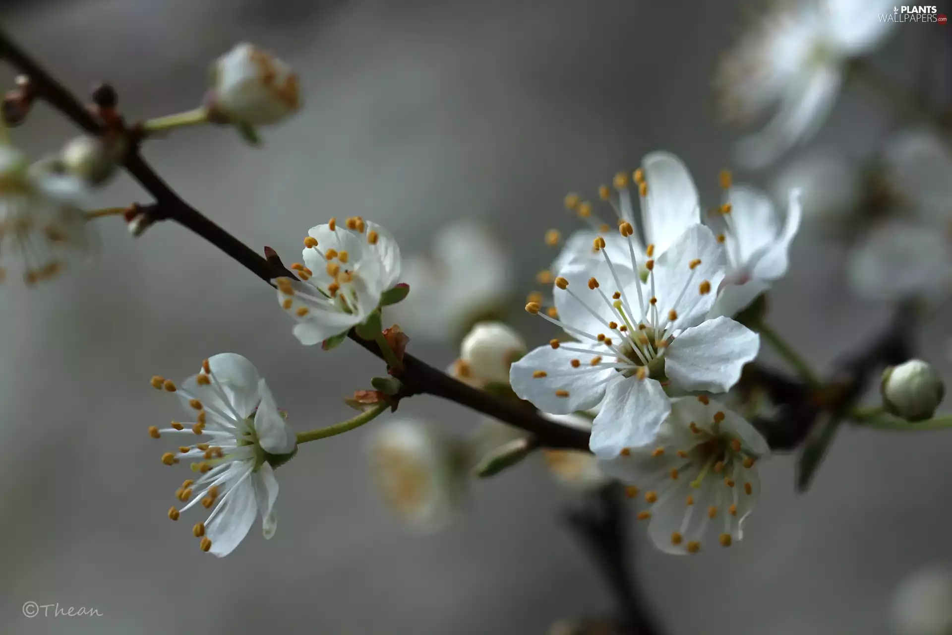 White, trees, fruit, Flowers