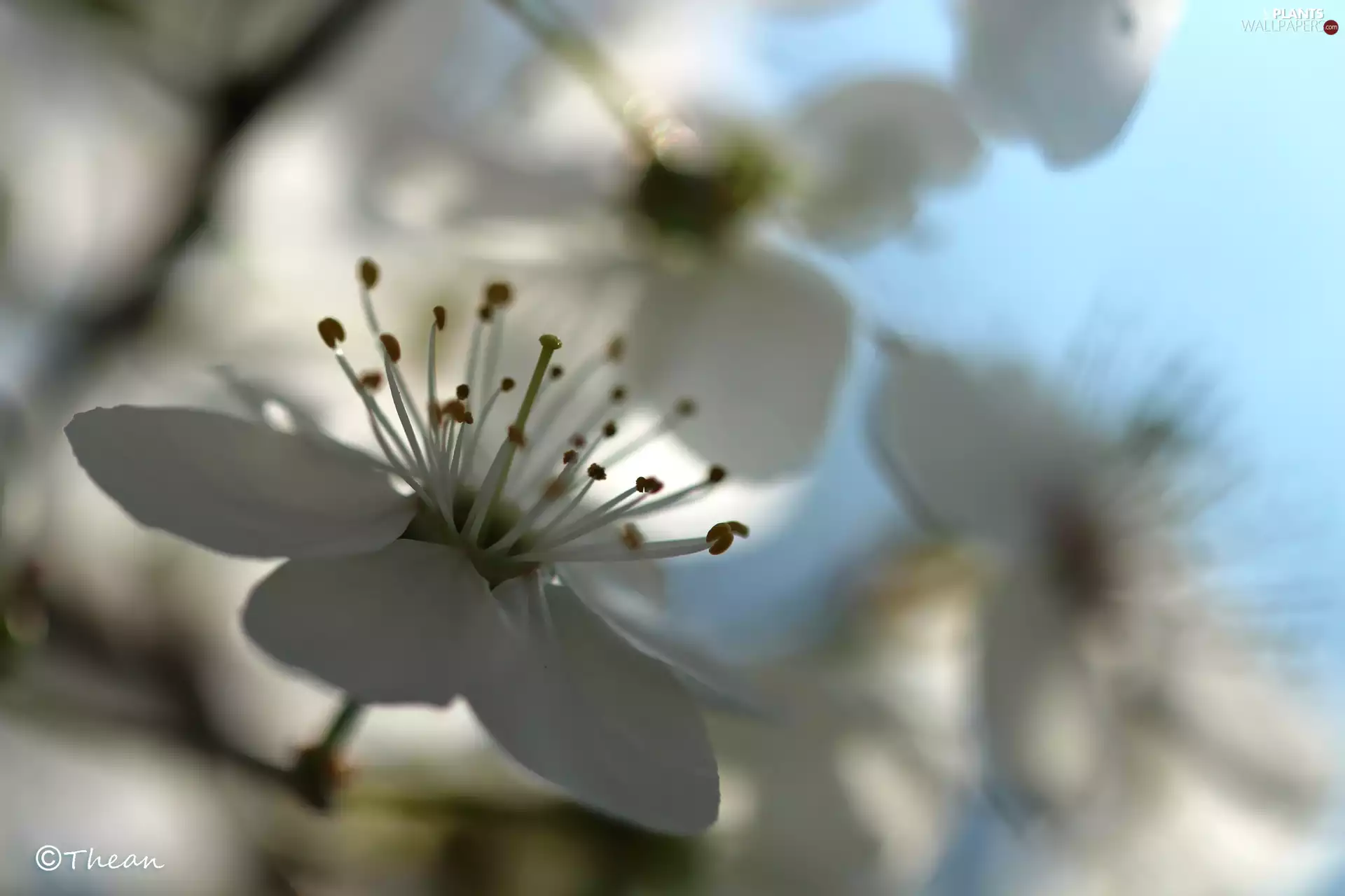 White, trees, fruit, Flowers
