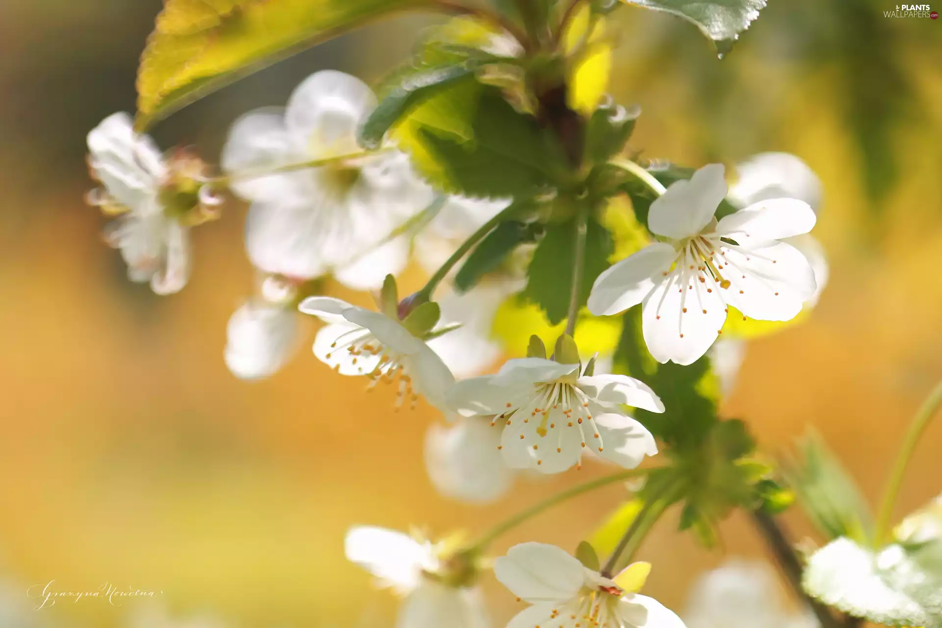 White, trees, fruit, Flowers