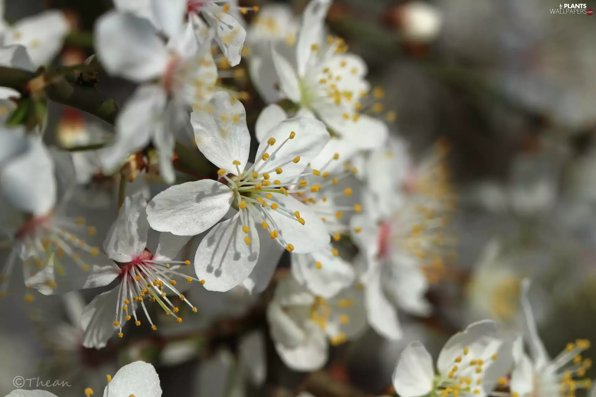 White, trees, fruit, Flowers