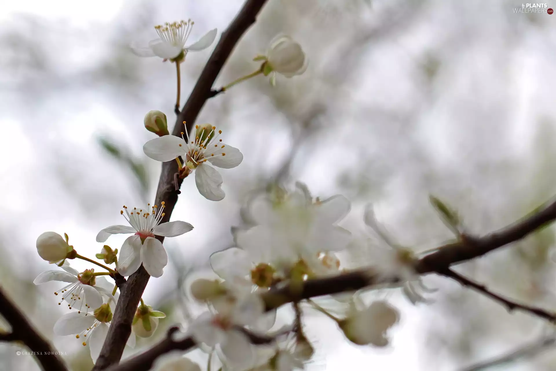 White, trees, fruit, Flowers